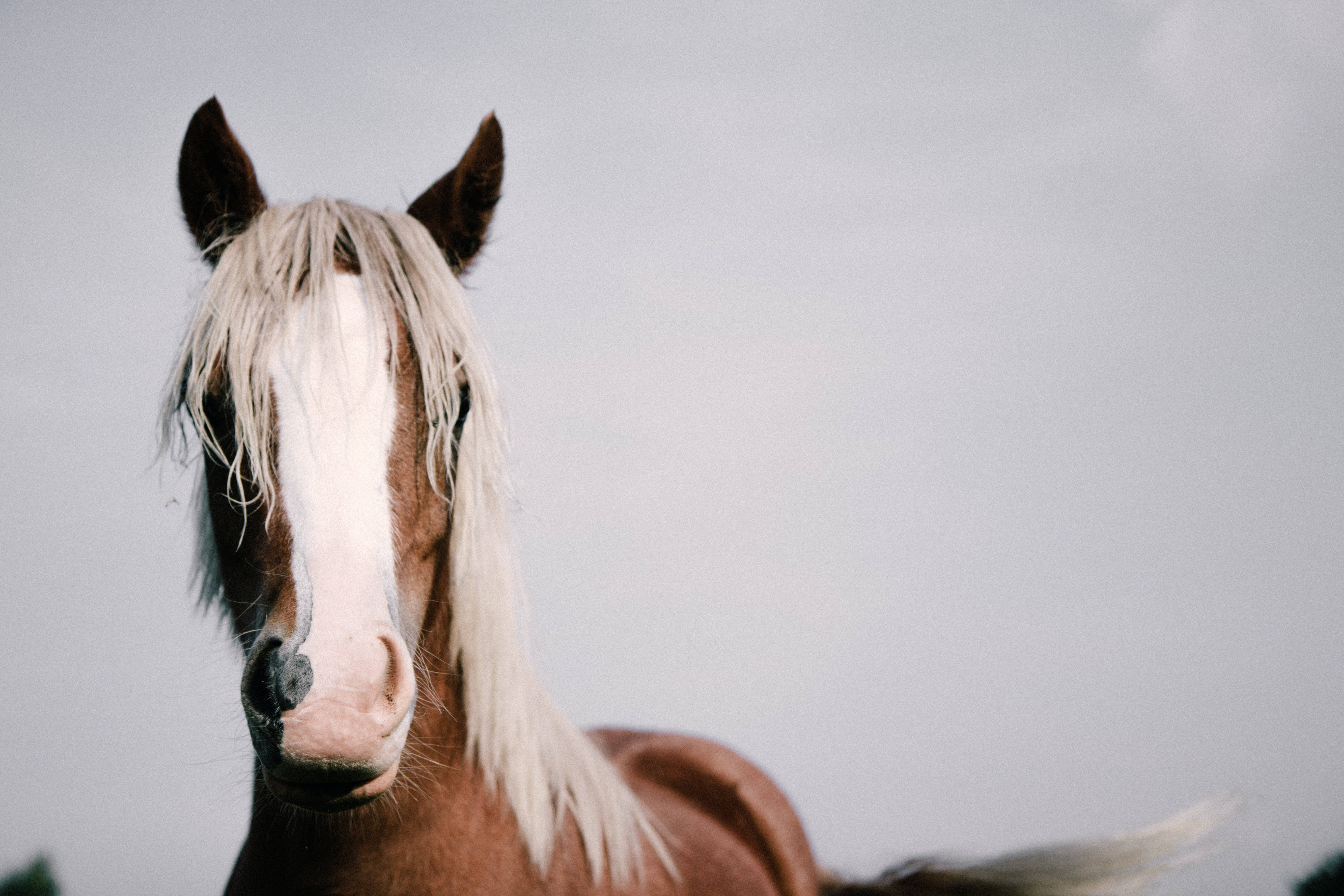 Black Forest Horse Face, brown horse, white mane, 5K Desktop Wallpaper