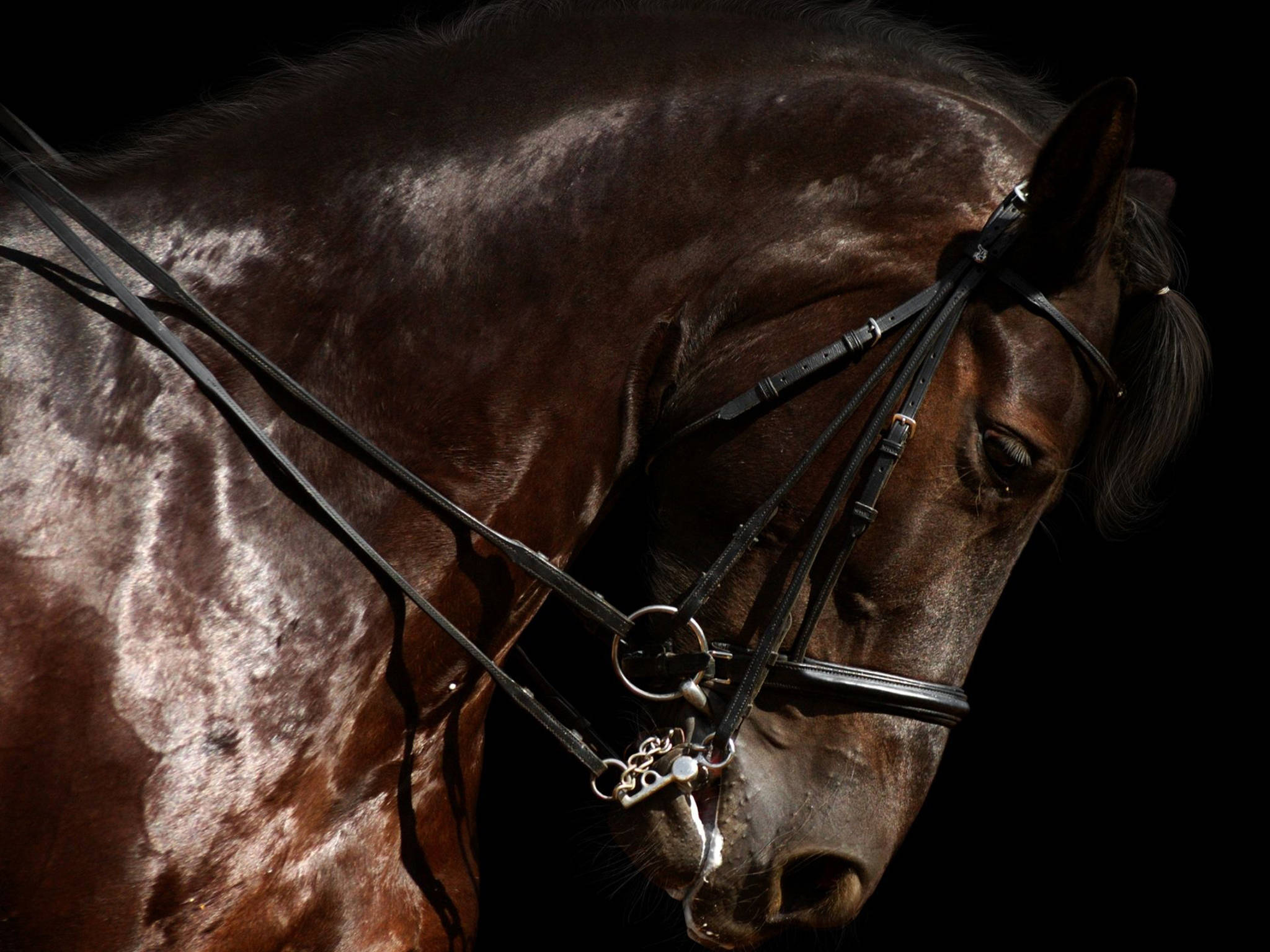 Horse Face, brown bridle, dark brown horse, Full HD Desktop Wallpaper