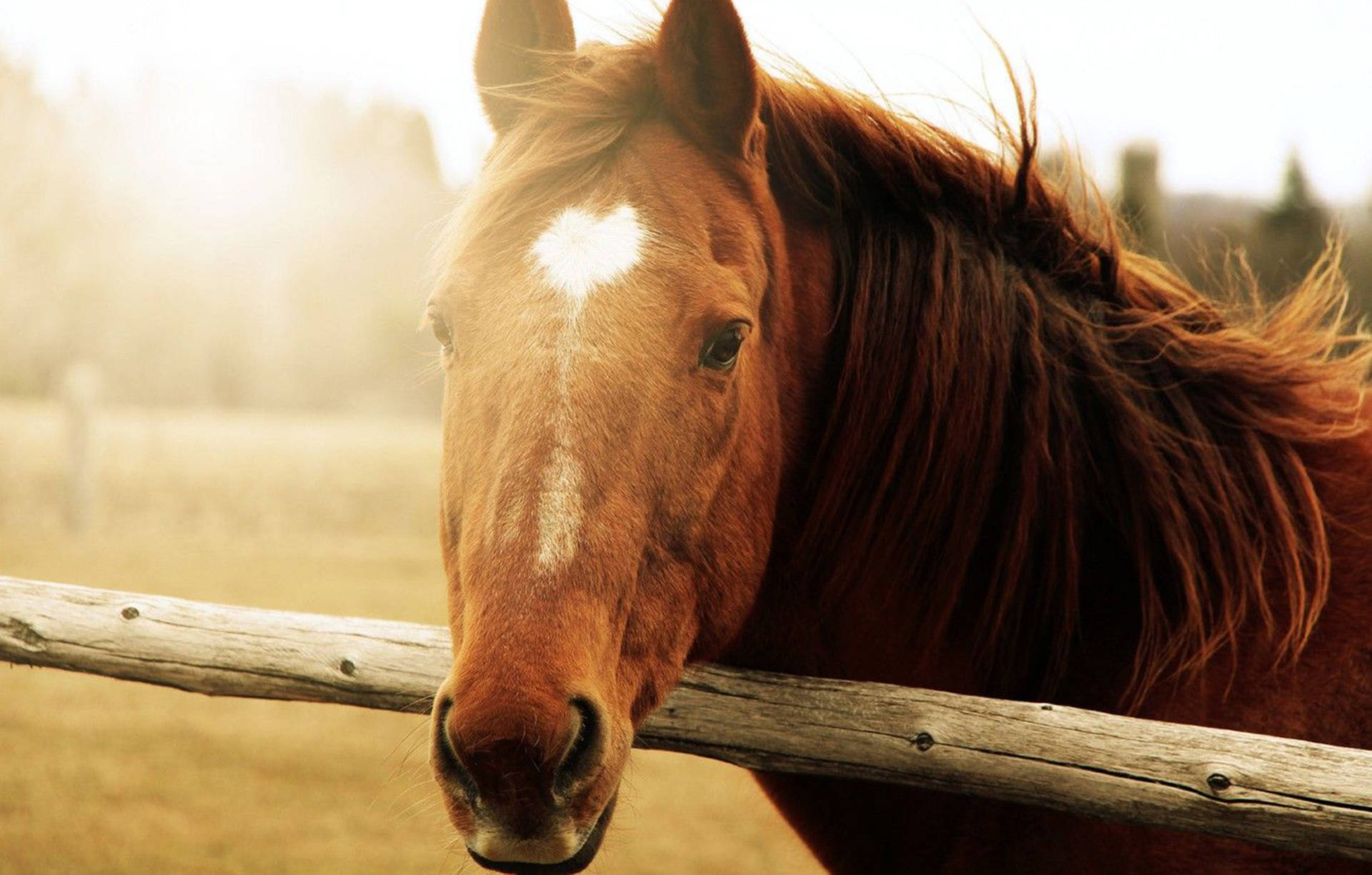 Horse Face, fence, chestnut horse, Full HD Desktop Wallpaper