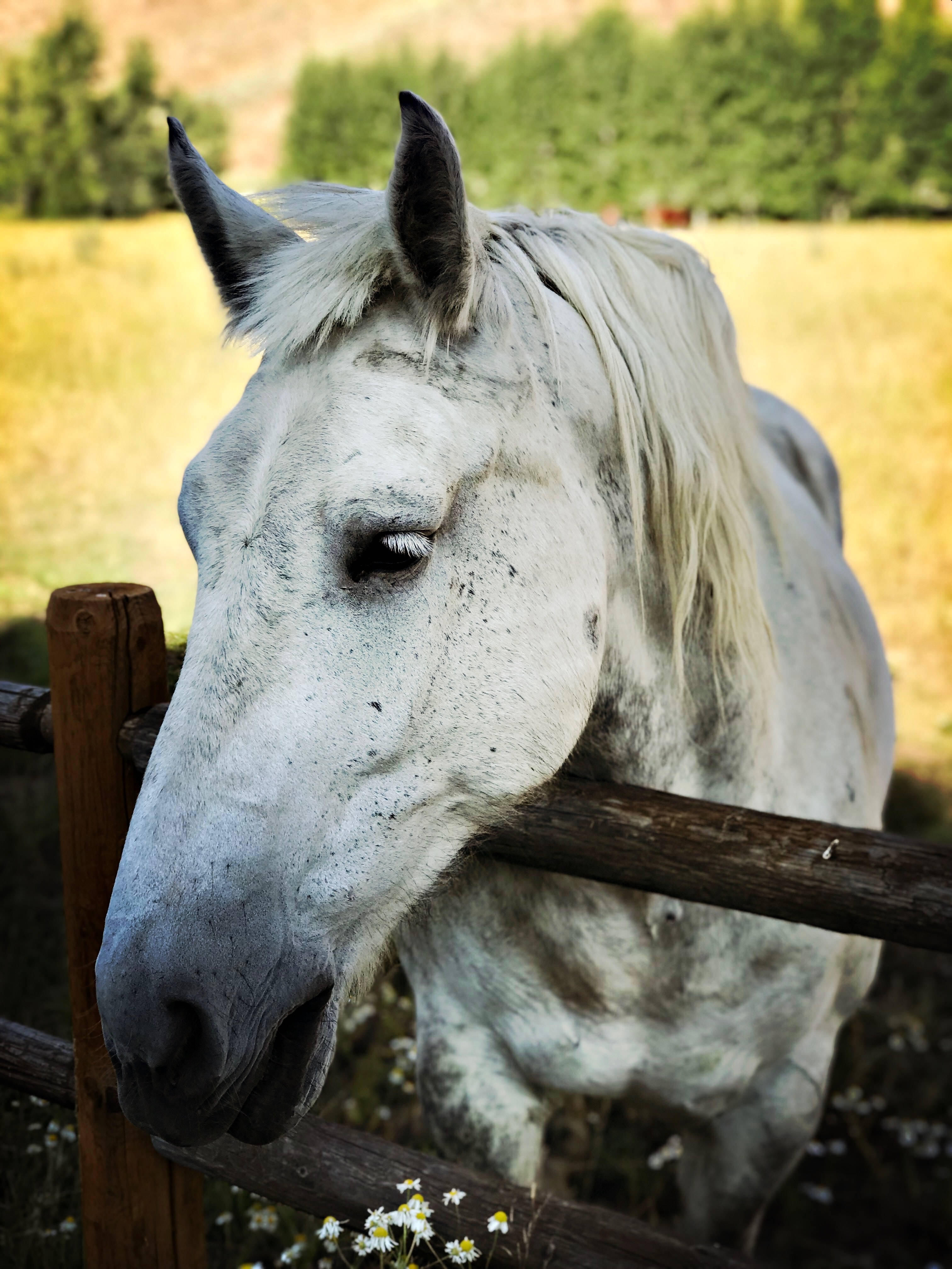 white Percheron horse, speckled coat, wooden fence, 4K Phone Wallpaper