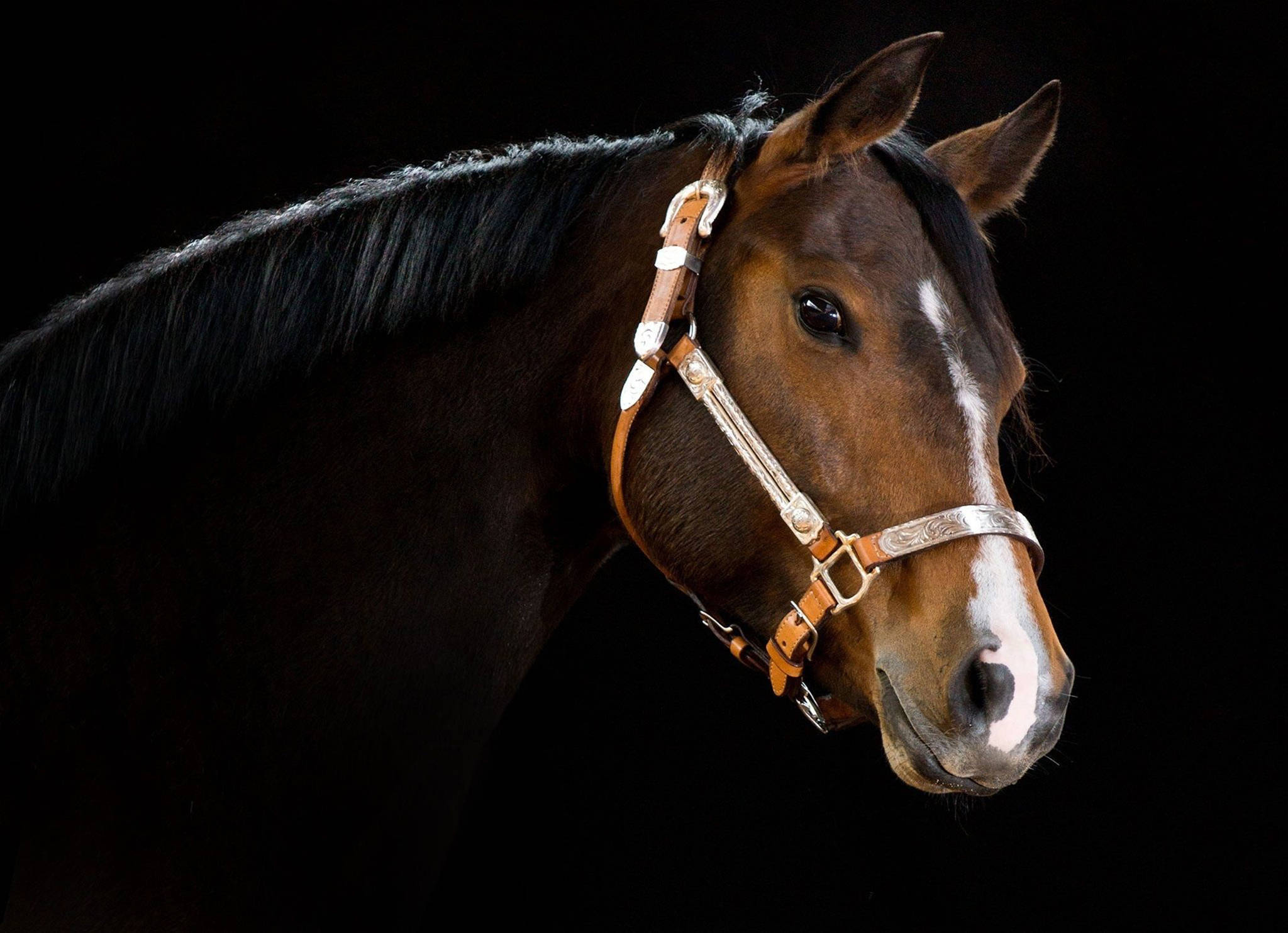 dark brown horse, white blaze, ornate bridle, Full HD Desktop Wallpaper