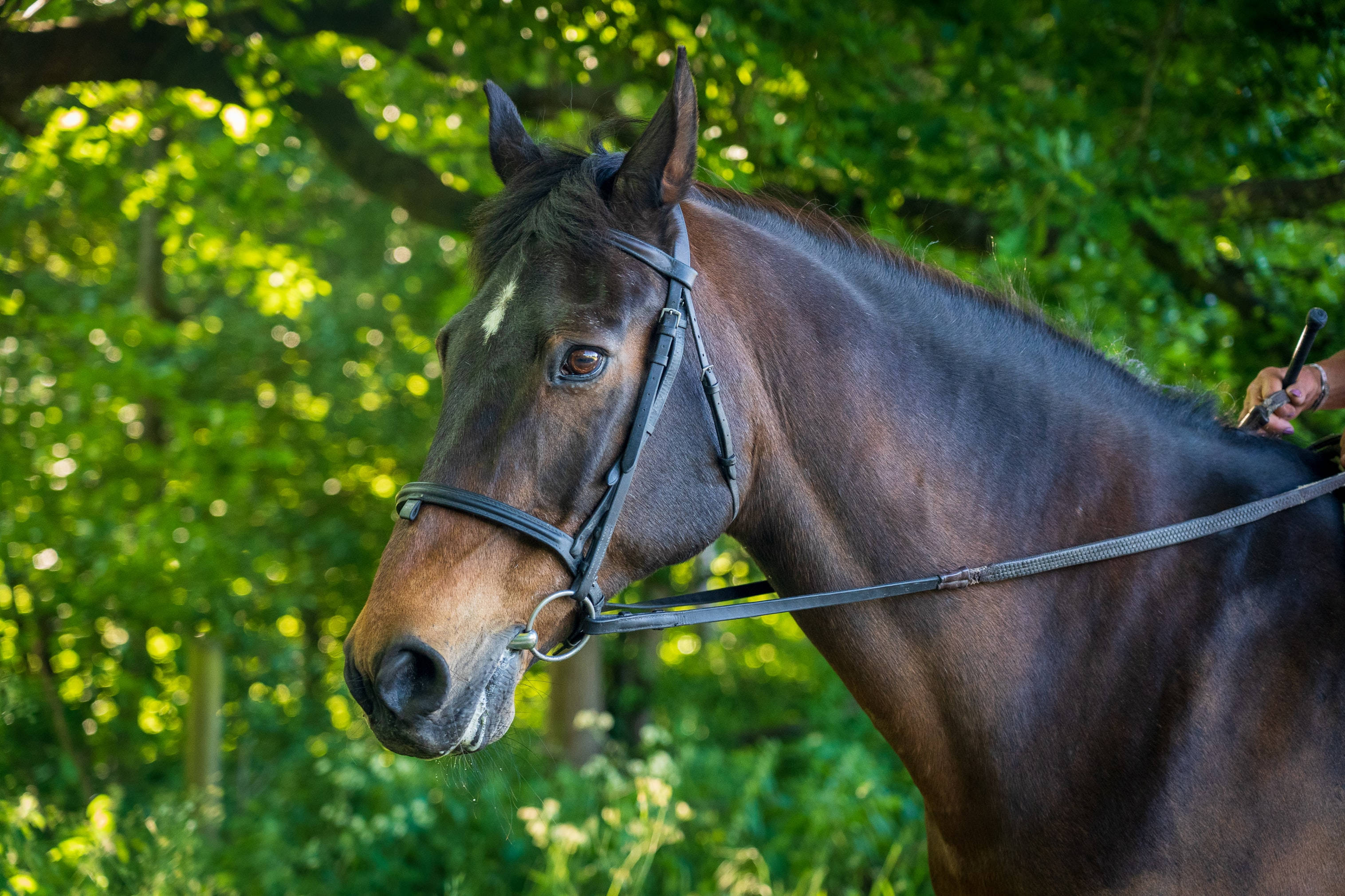 thoroughbred, dark brown, white blaze, 2K Desktop Wallpaper