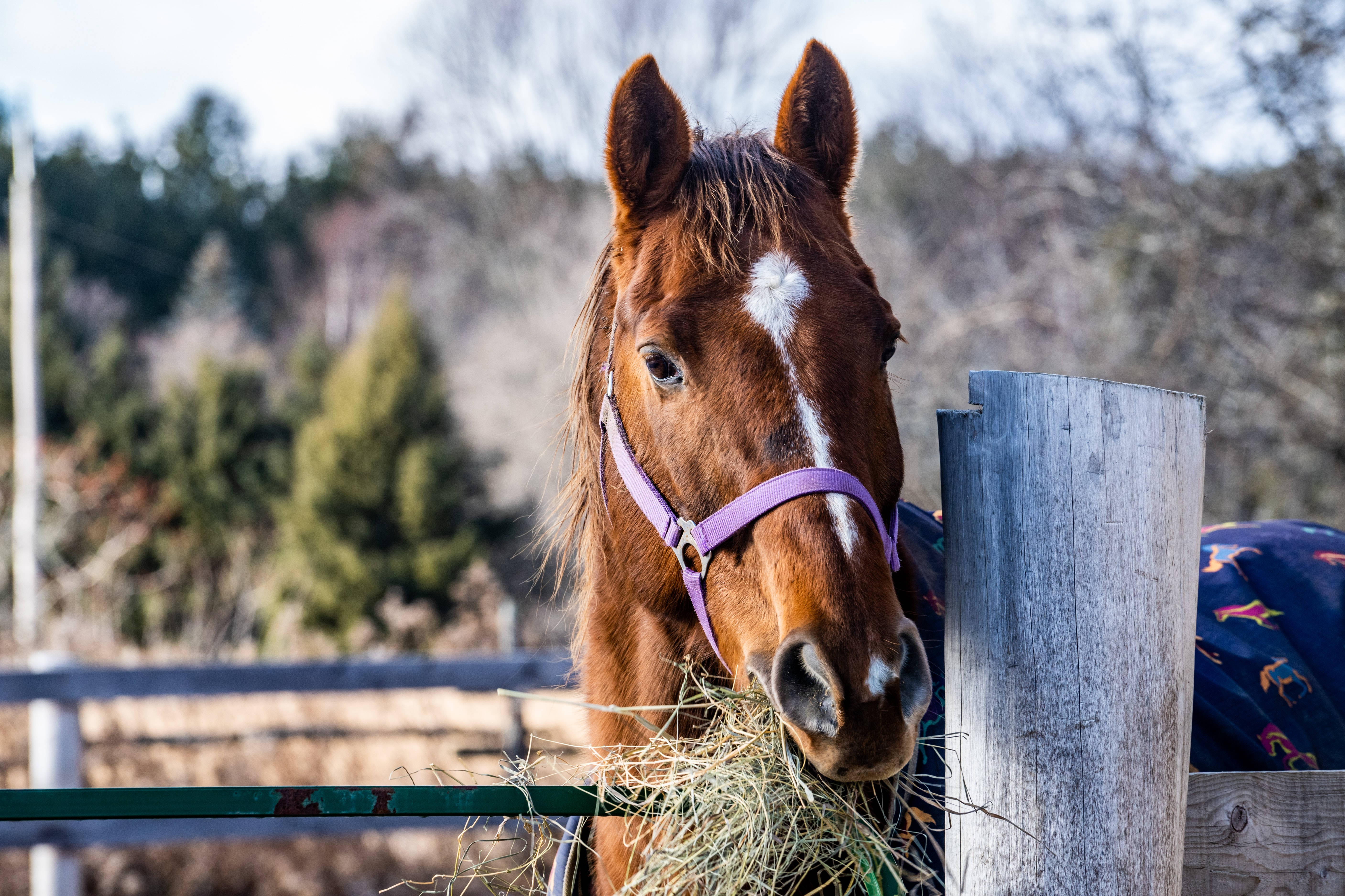 Horse Face, purple leash, chestnut horse, 5K Desktop Wallpaper
