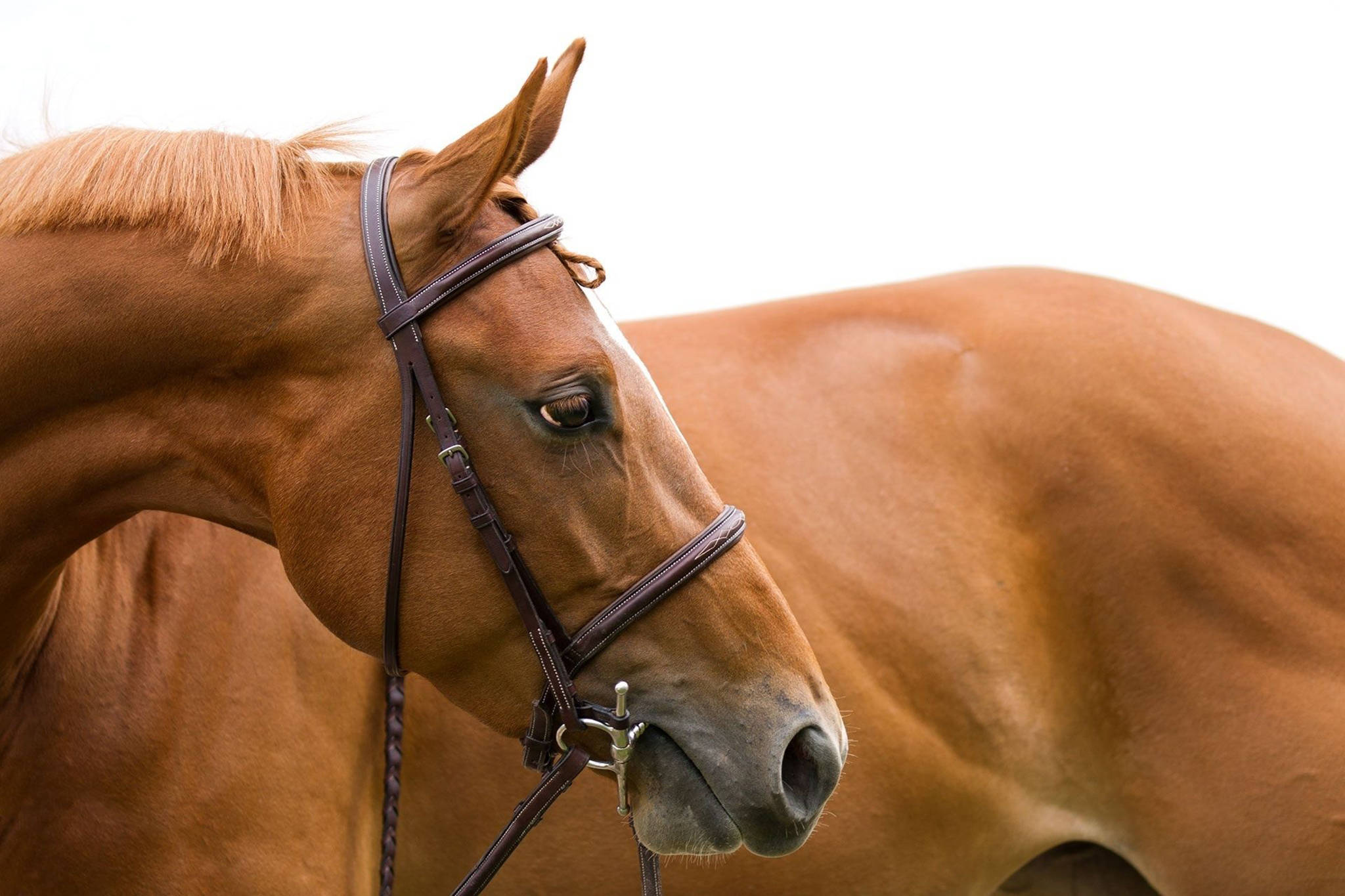 chestnut horse, bridle, bright white background, Full HD Desktop Wallpaper