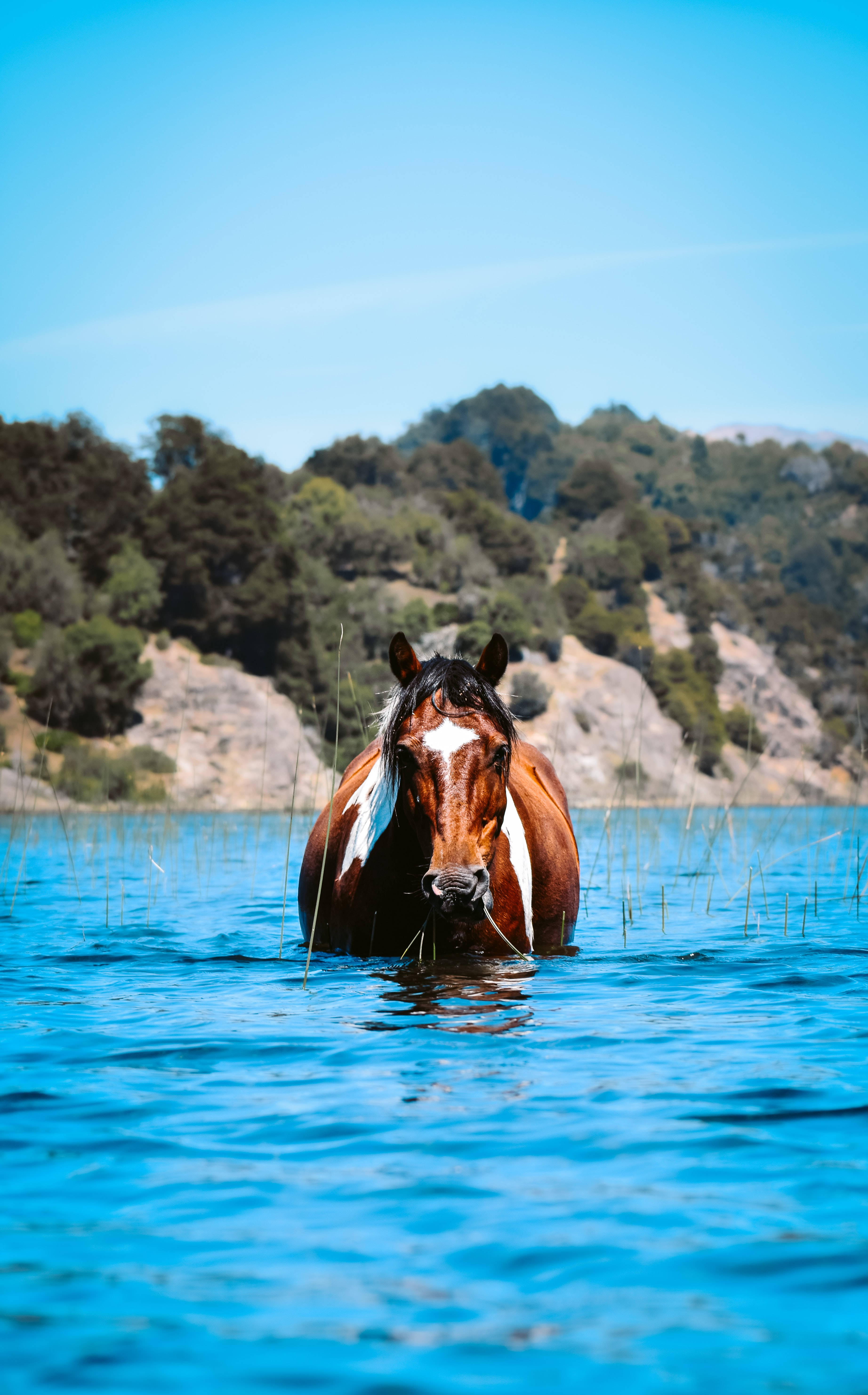 Horse Face, chestnut horse, white blaze, 5K Phone Wallpaper