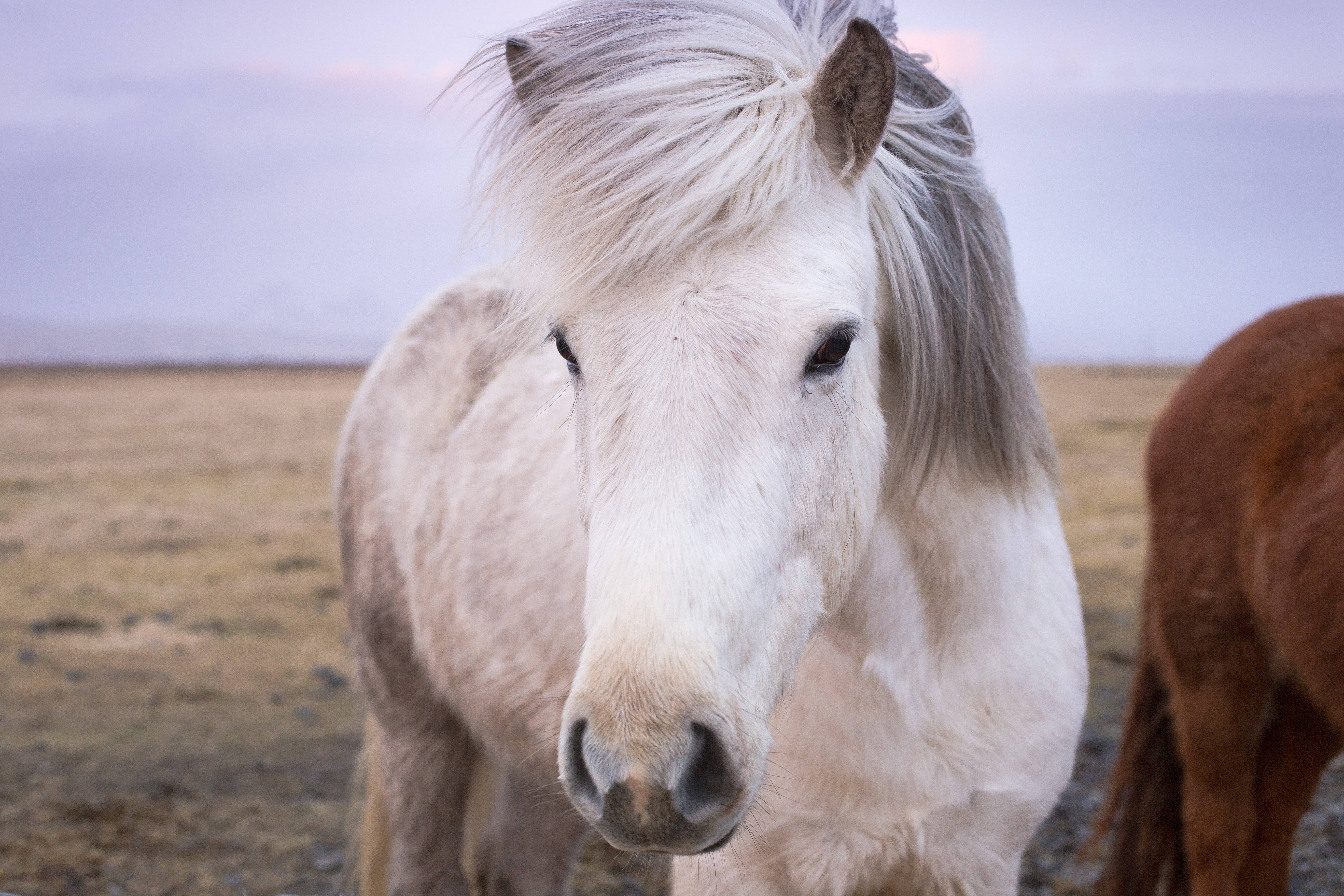 white Icelandic horse, flowing mane, vast open field, 5K Desktop Wallpaper