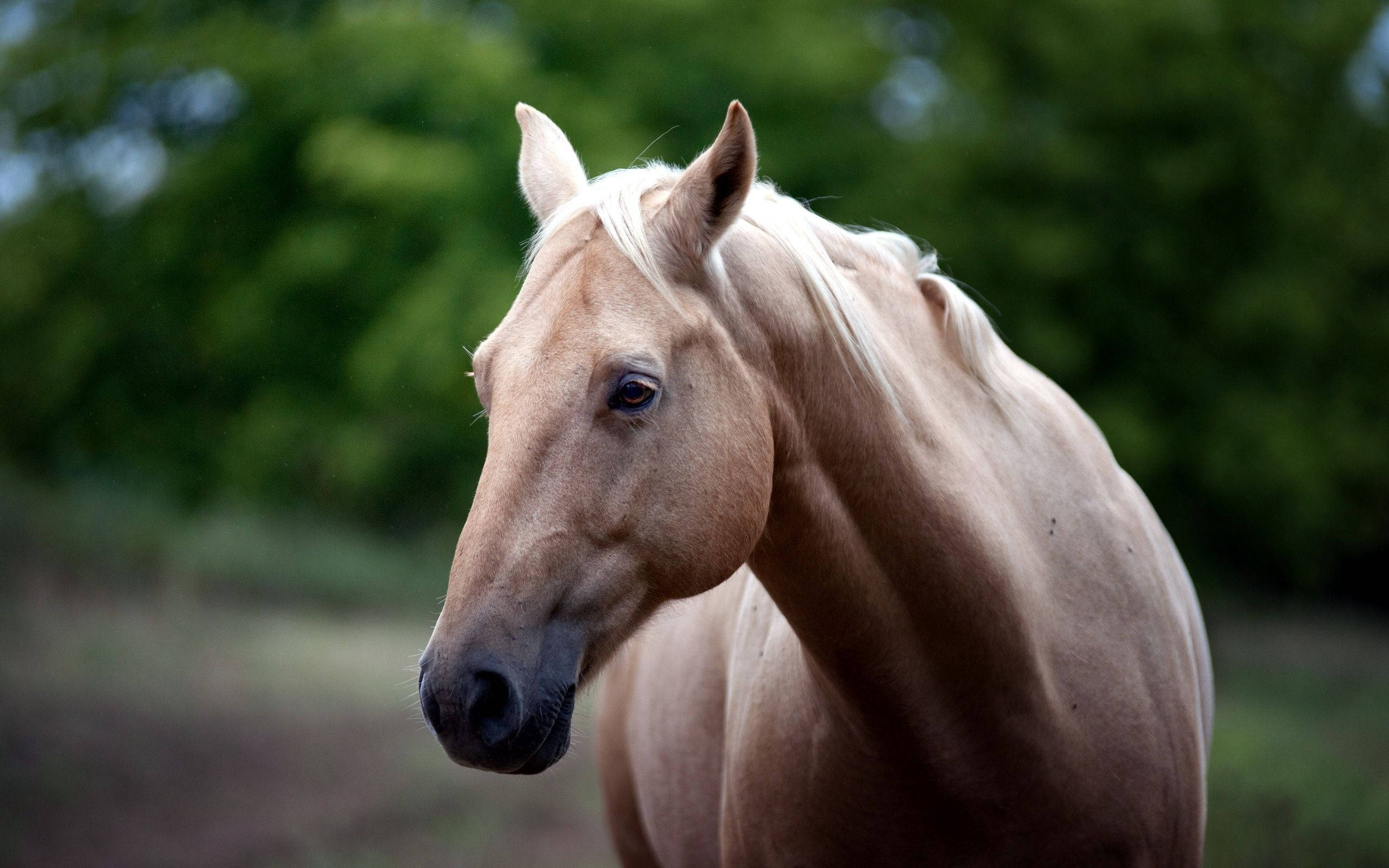 beige quarter horse face, light brown horse, white mane, 2K Desktop Wallpaper