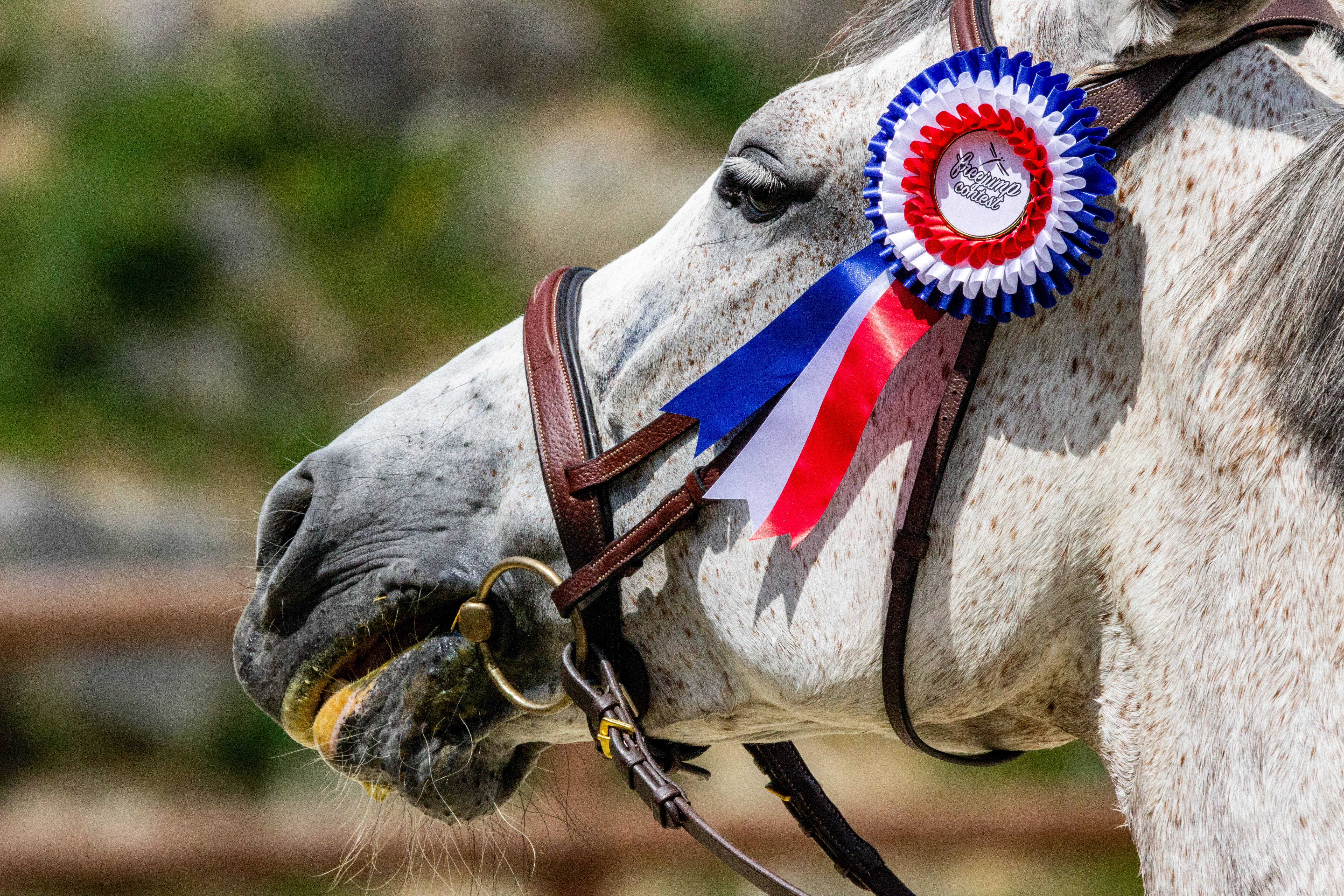 Horse Face, dappled gray horse, blue white red rosette, 5K Desktop Wallpaper