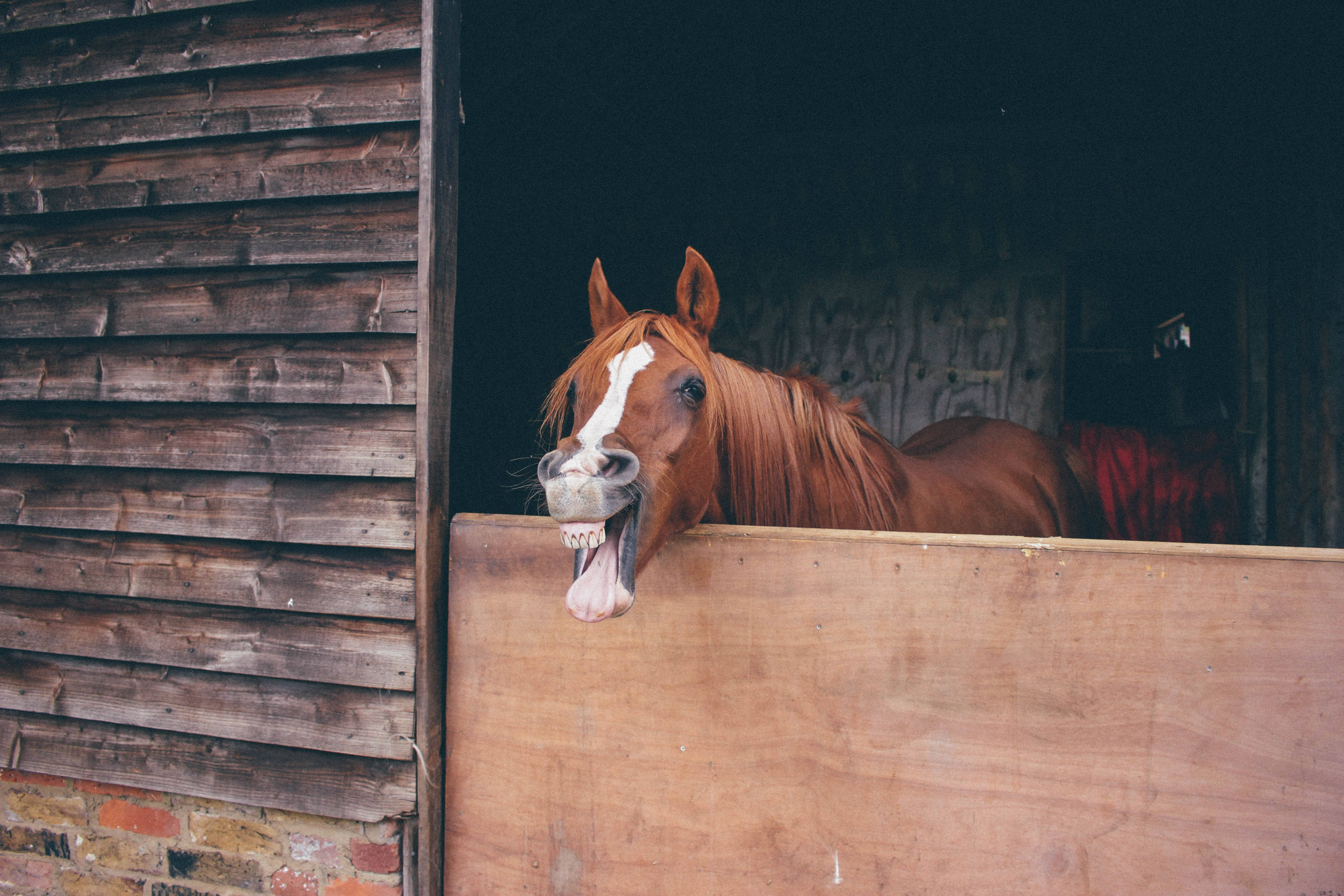 chestnut horse, white blaze, wooden stable stall, 5K Desktop Wallpaper