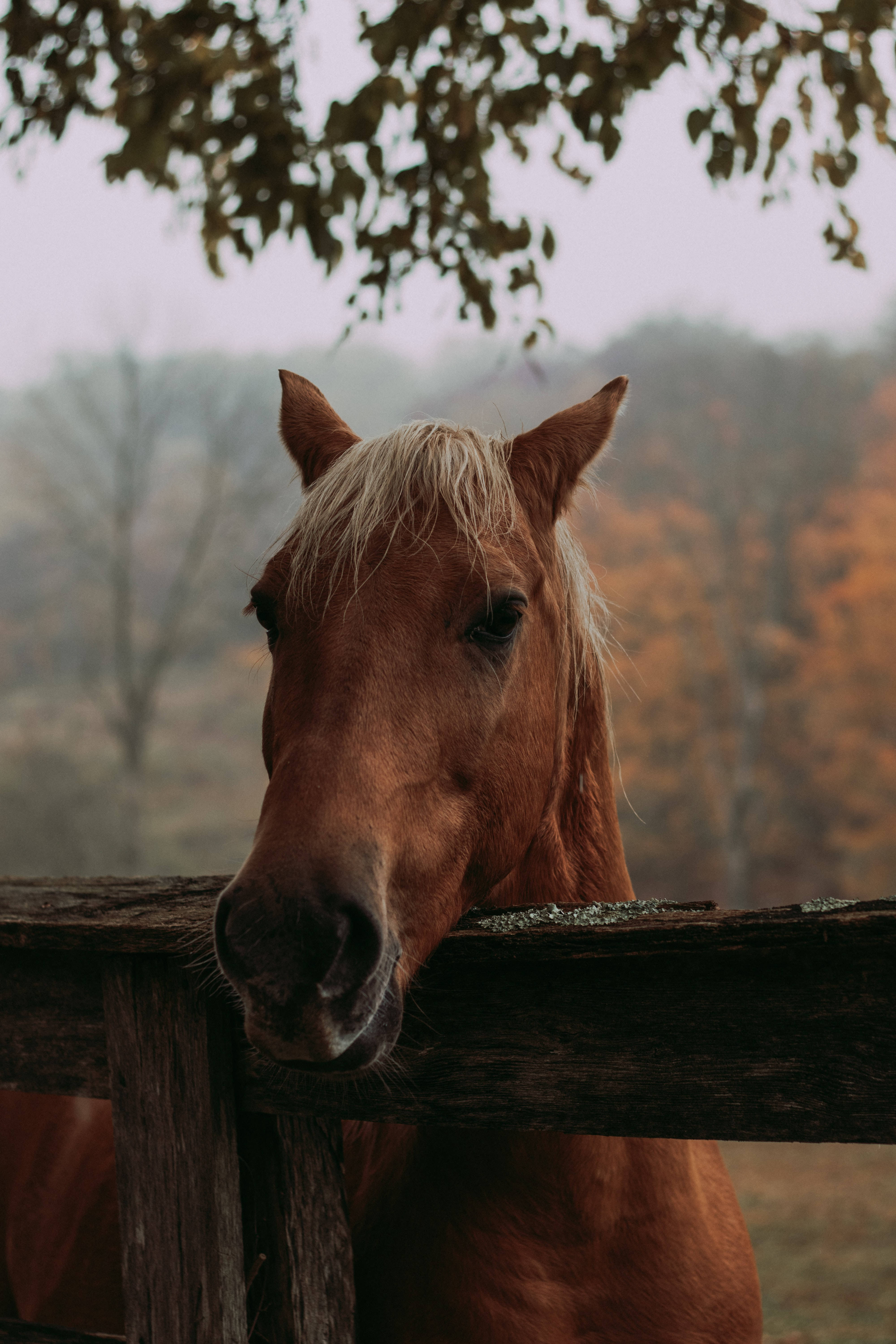 Horse Face, chestnut horse, blonde mane, 5K Phone Wallpaper