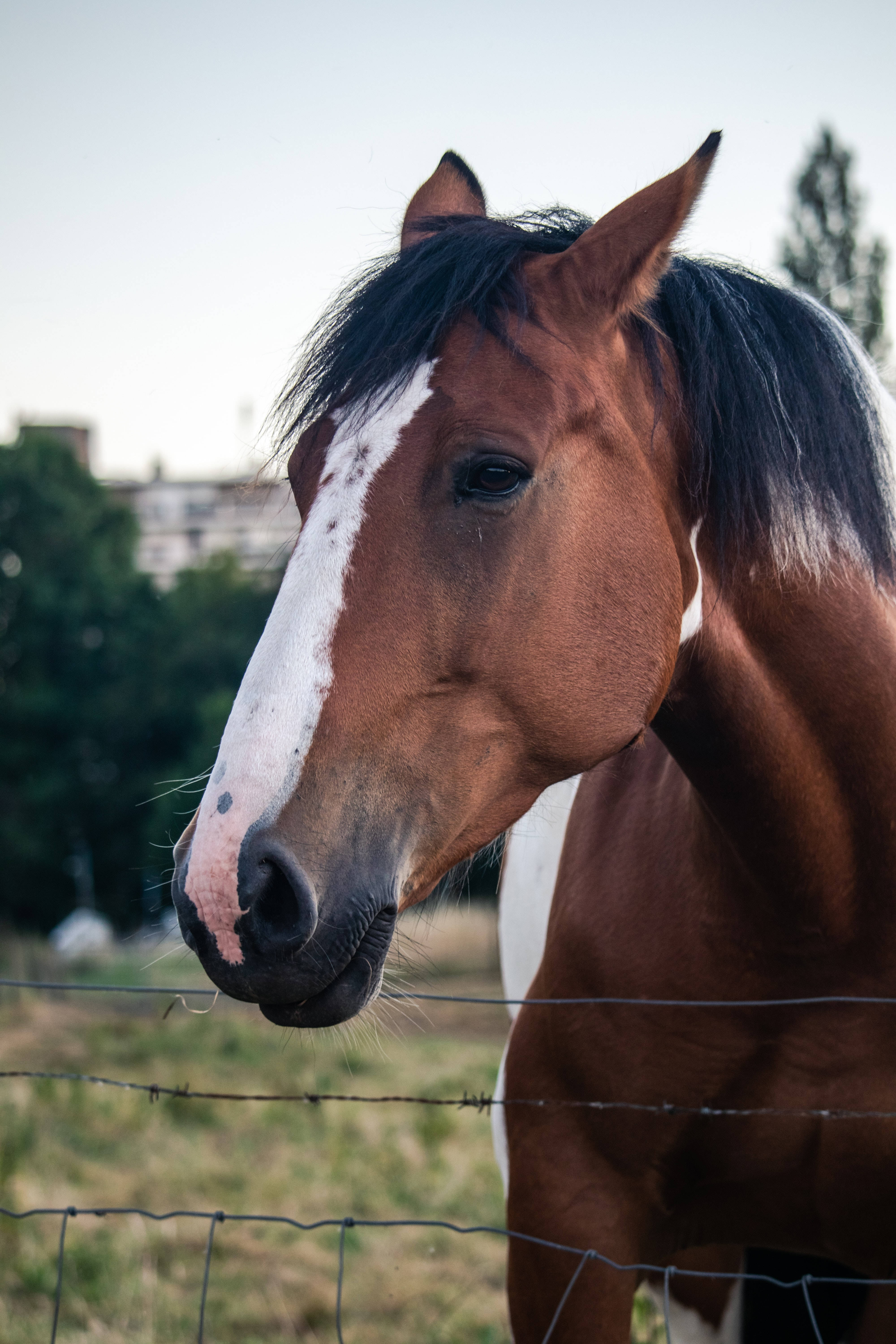 Horse Face, brown horse, white blaze, 5K Phone Wallpaper