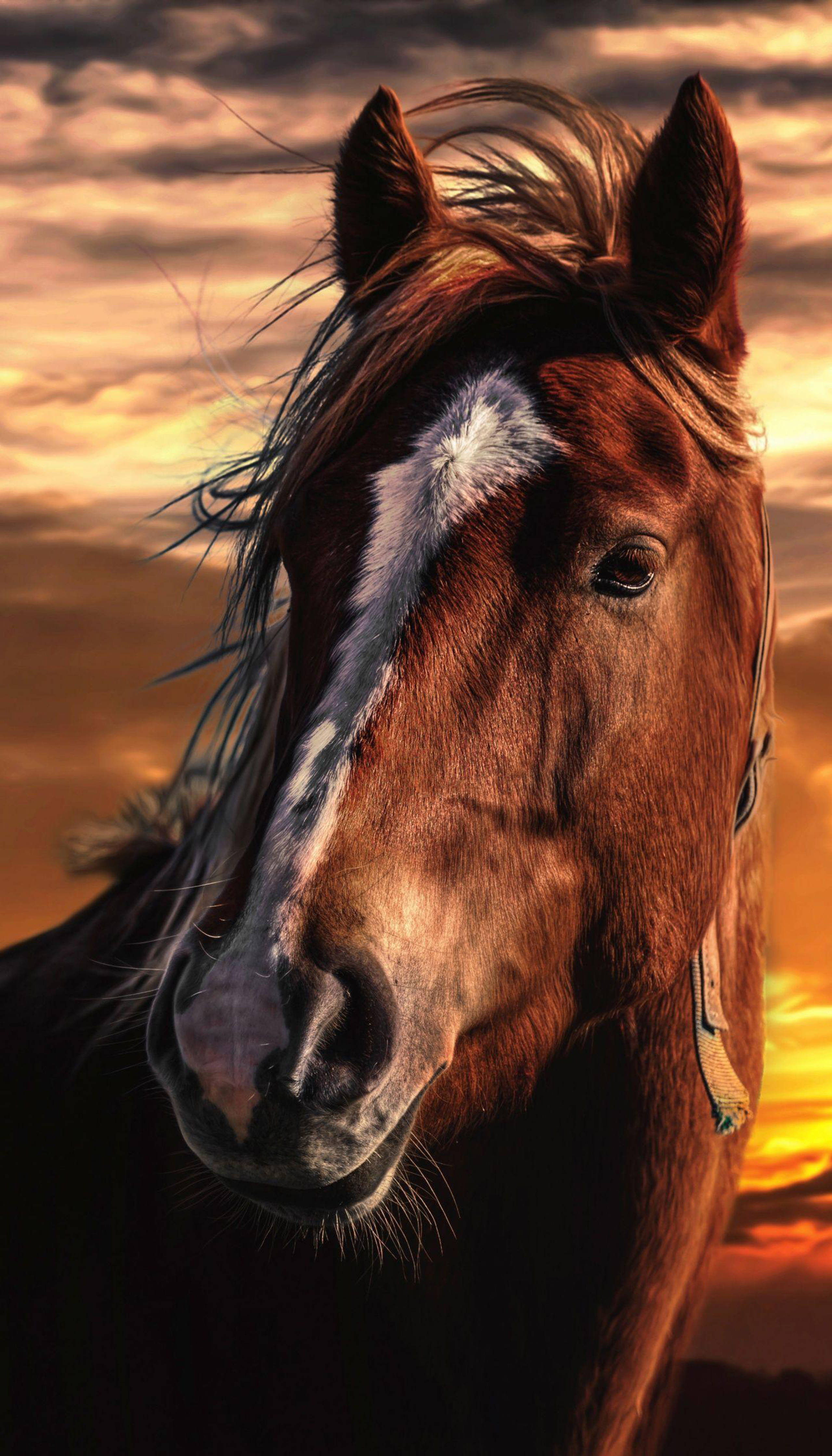 Horse Face, sunset, brown horse, 4K Phone Wallpaper