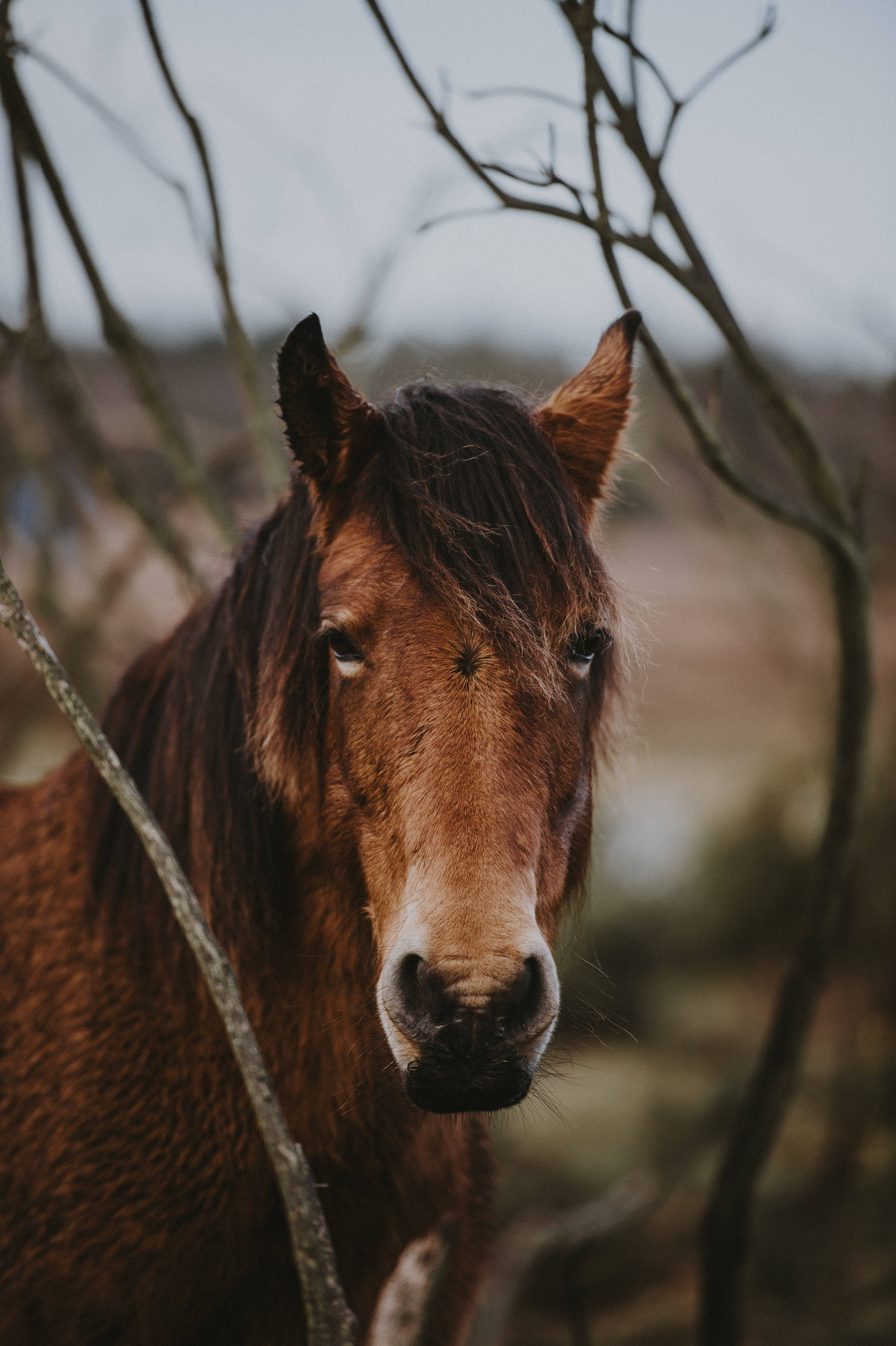 brown horse, white muzzle, bare tree branches, 4K Phone Wallpaper