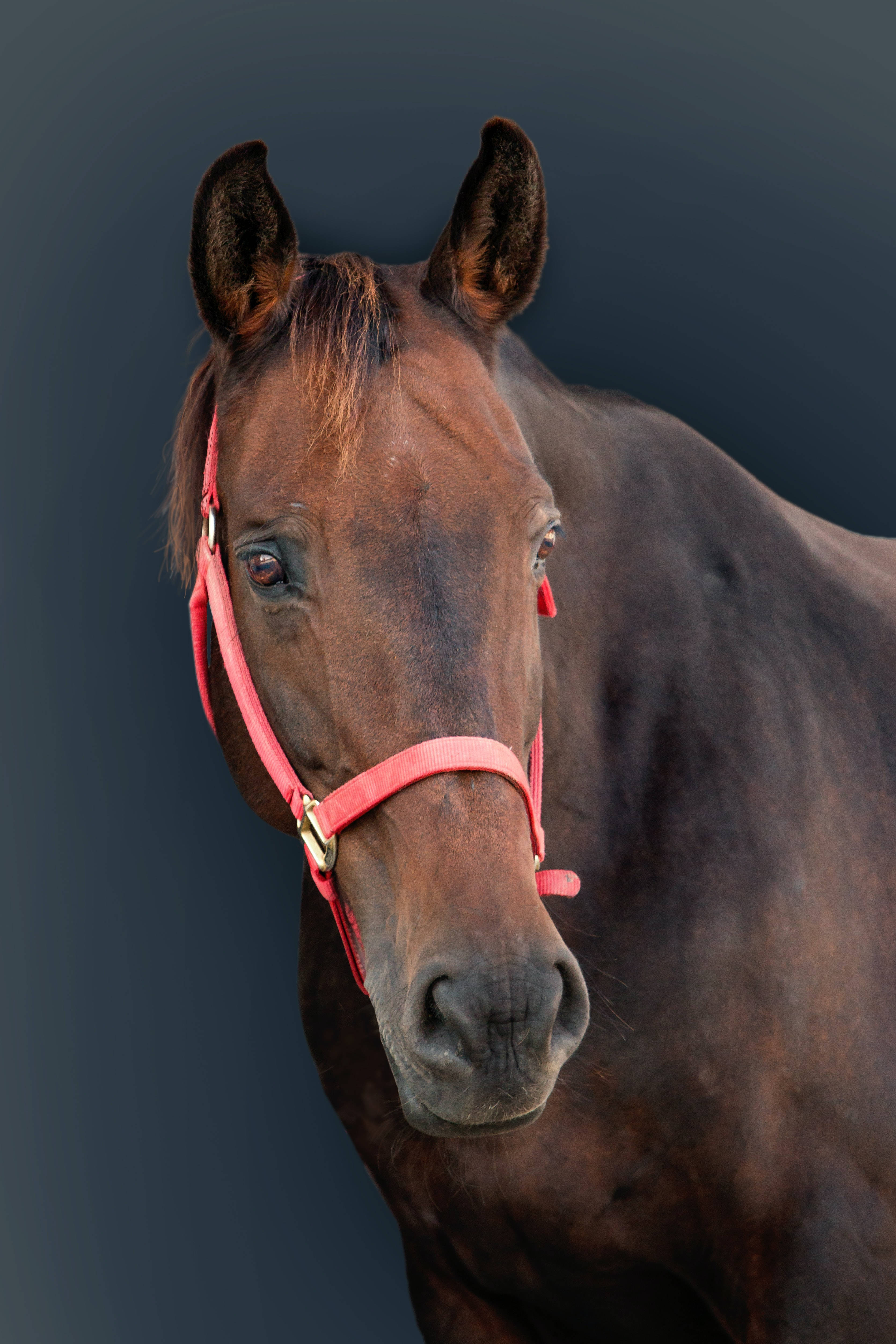 Horse Face, red leash, brown horse, 4K Phone Wallpaper