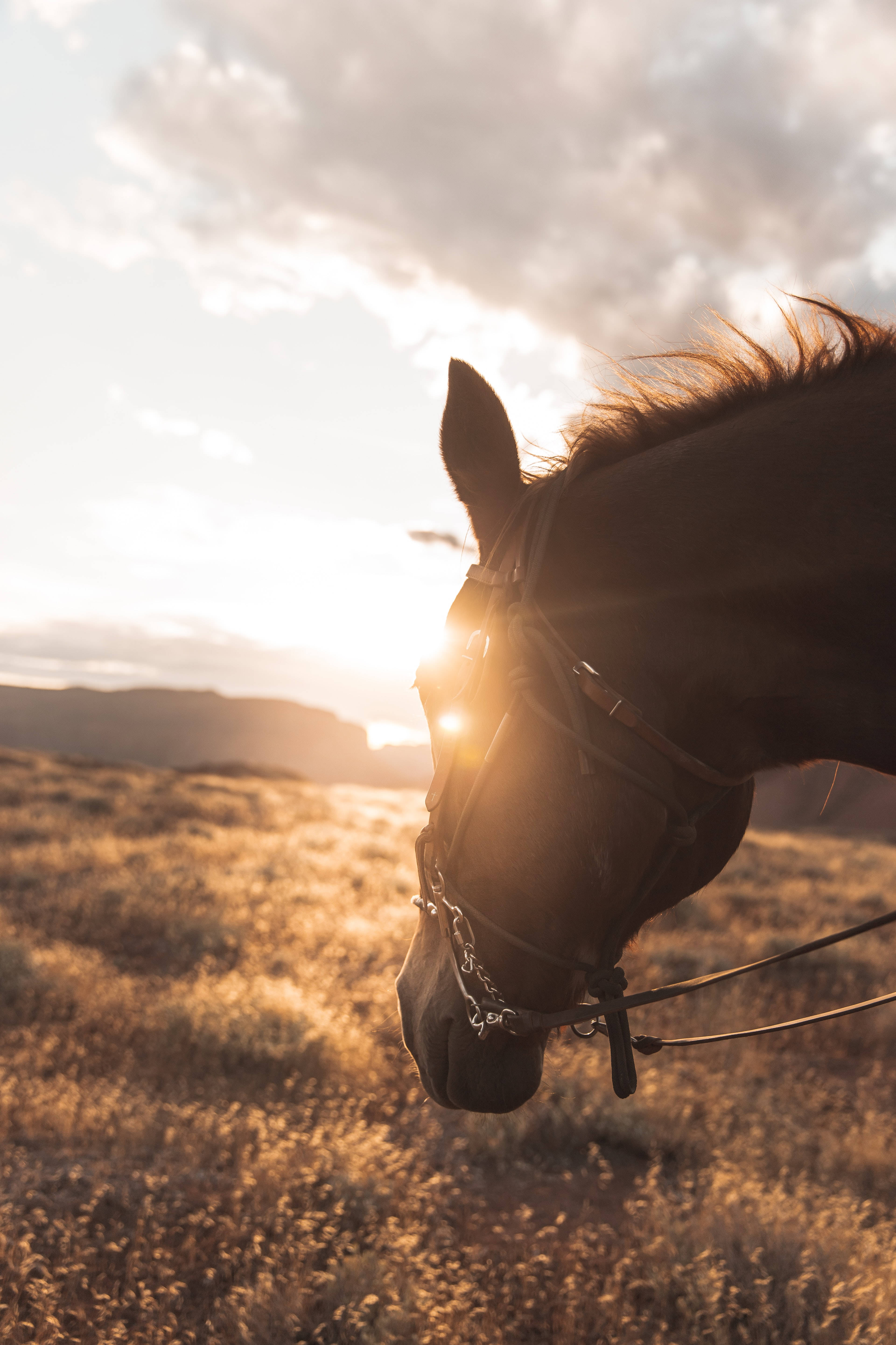 Horse Face, sunset, golden field, 5K Phone Wallpaper