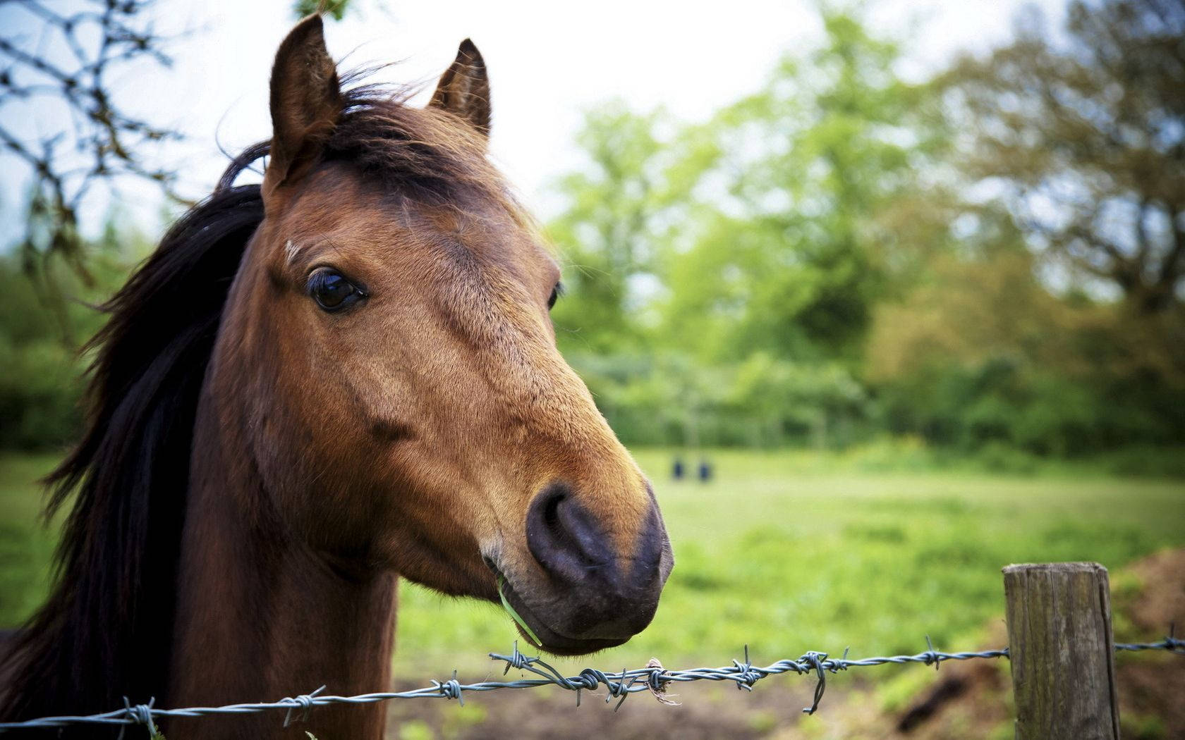 horse head, brown horse, dark mane, HD Desktop Wallpaper