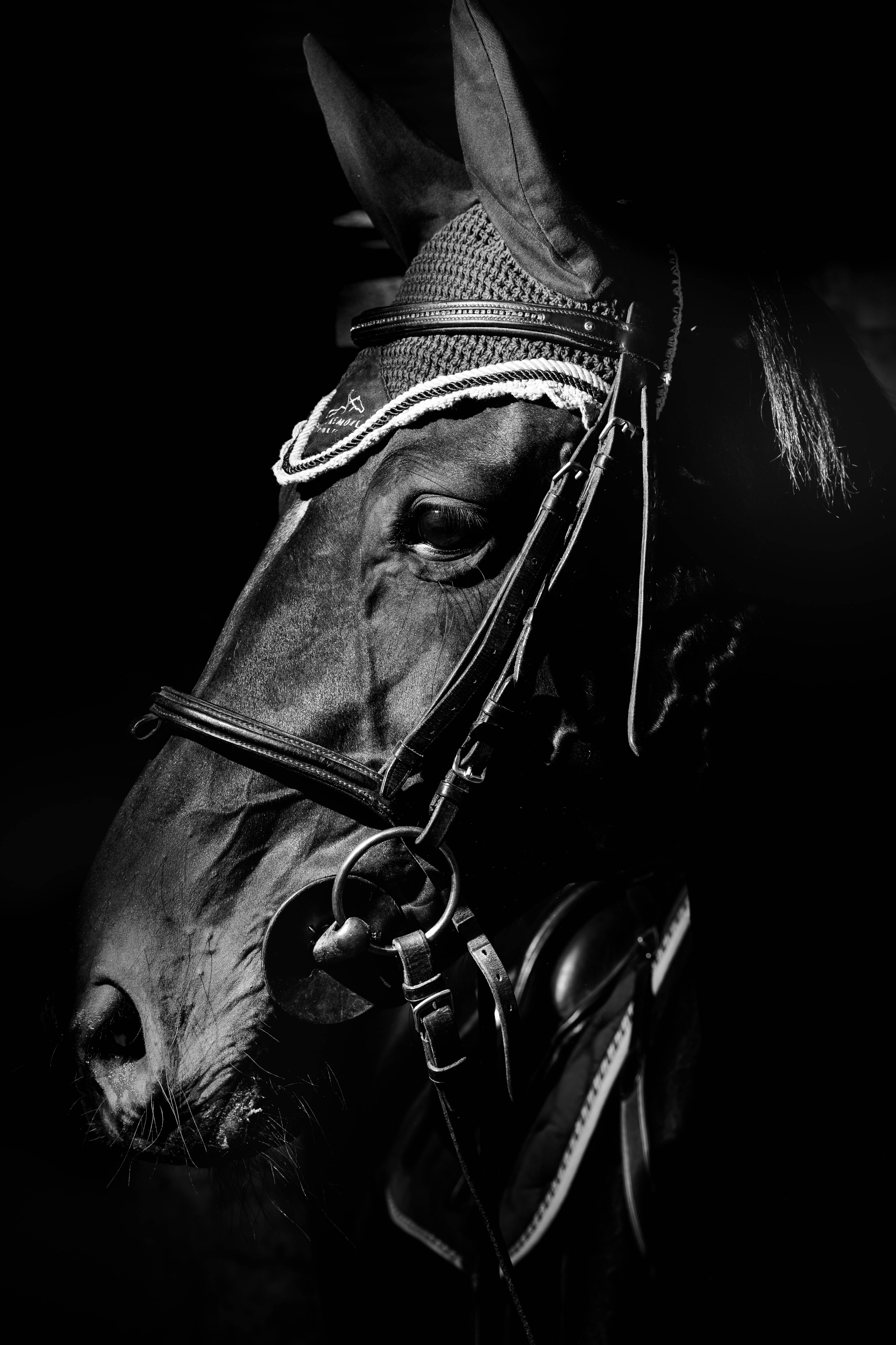 cool black horse face, black and white, horse's head, 5K Phone Wallpaper