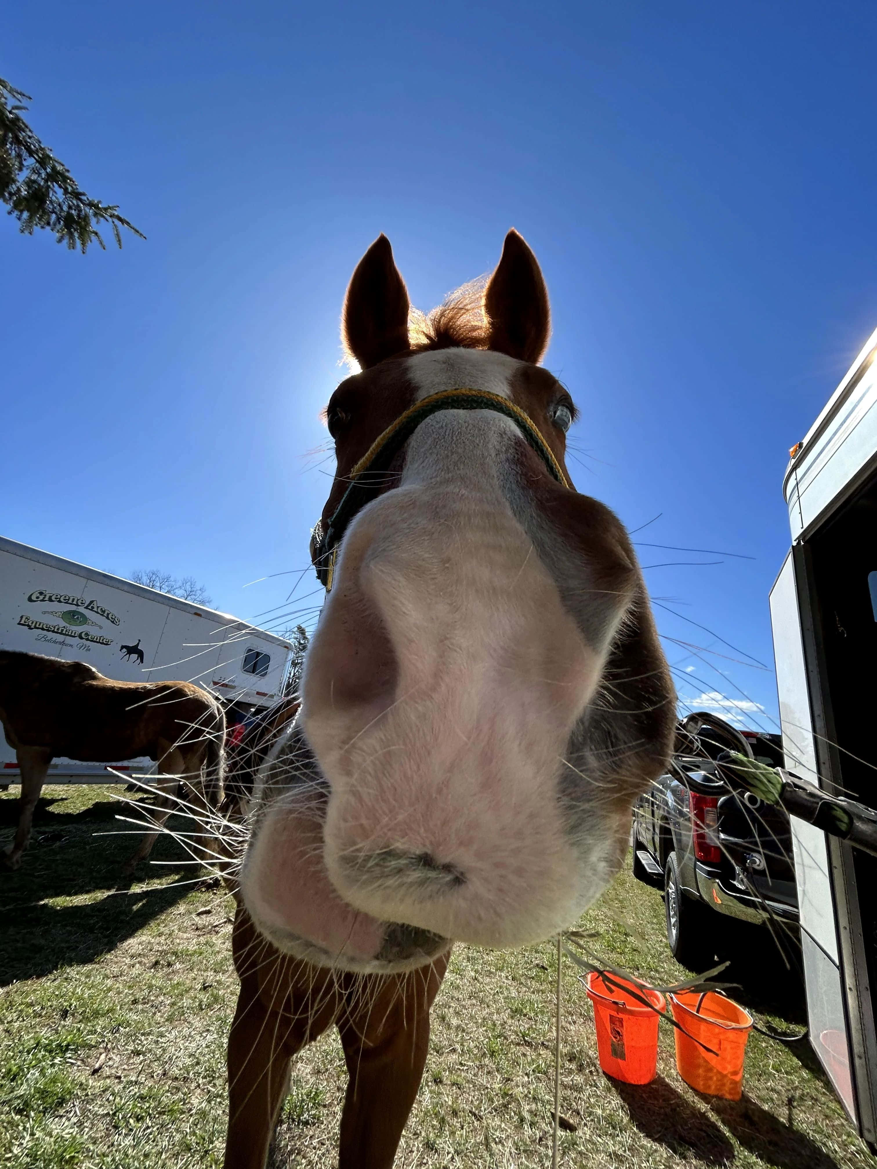 brown and white horse, face, bright blue sky, 4K Phone Wallpaper