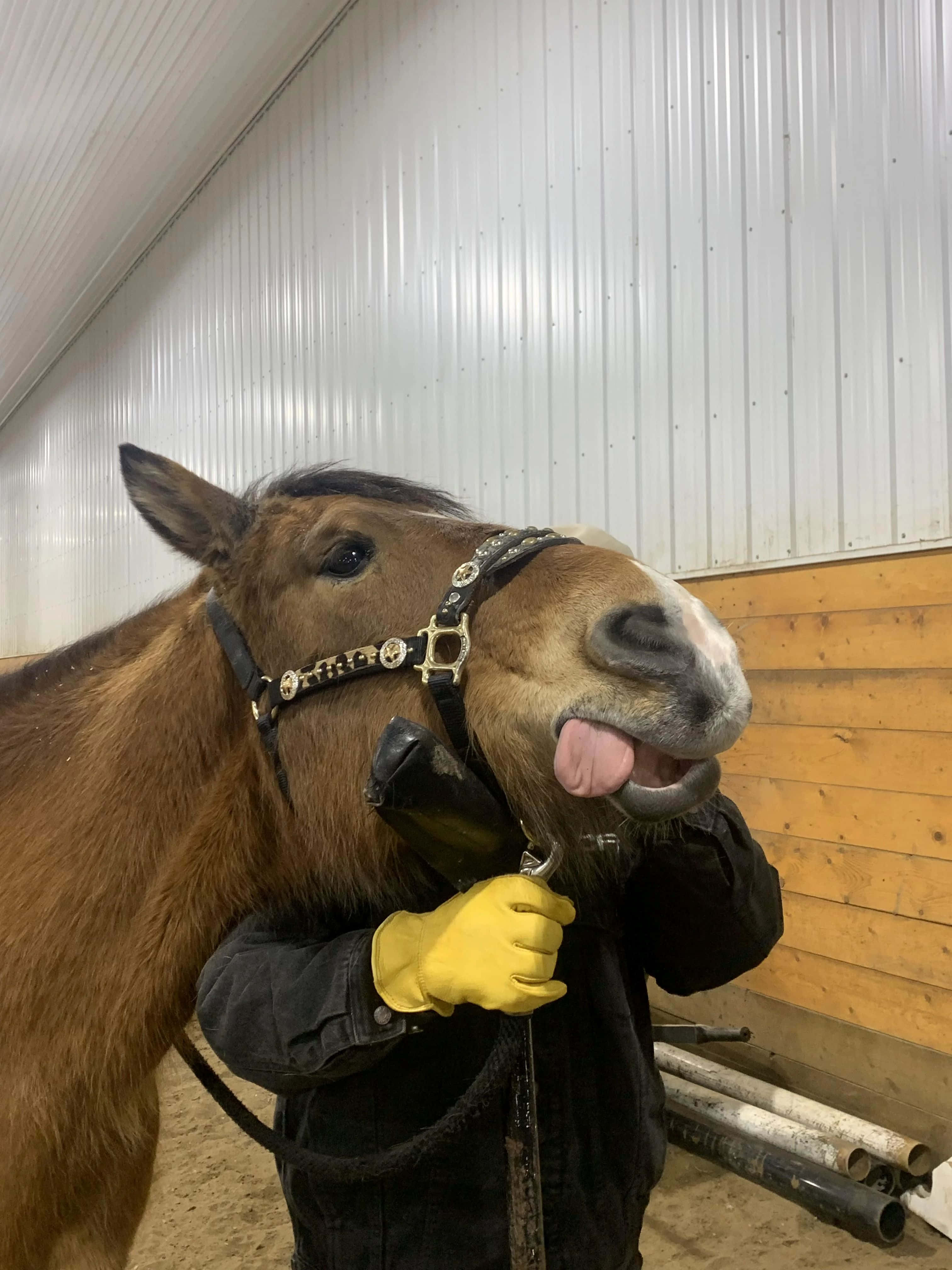 Horse With Phone, brown horse, white muzzle, 4K Phone Wallpaper