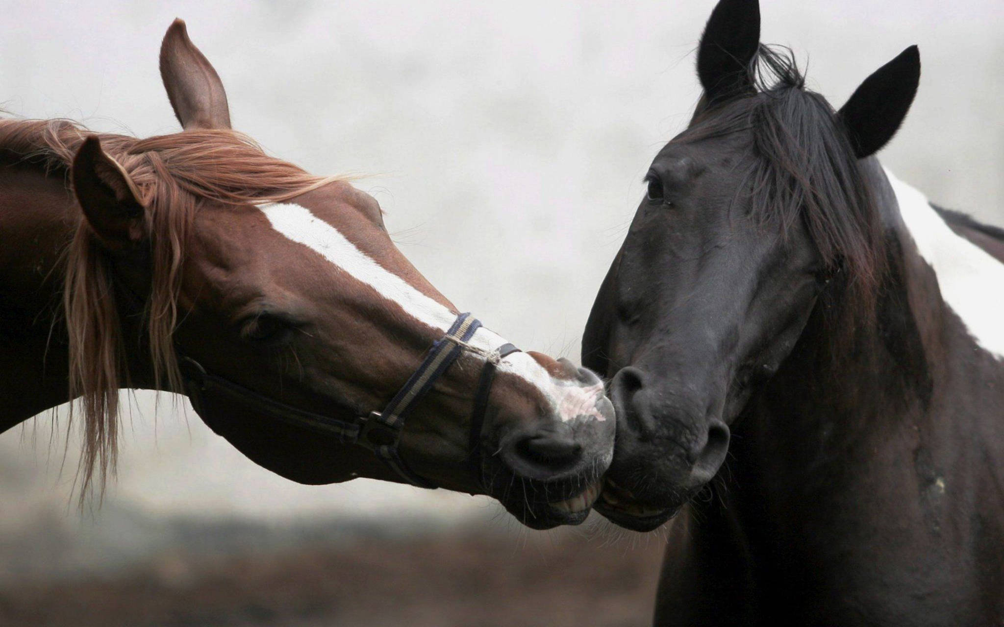Horses, nuzzle, tender moment, Full HD Desktop Wallpaper