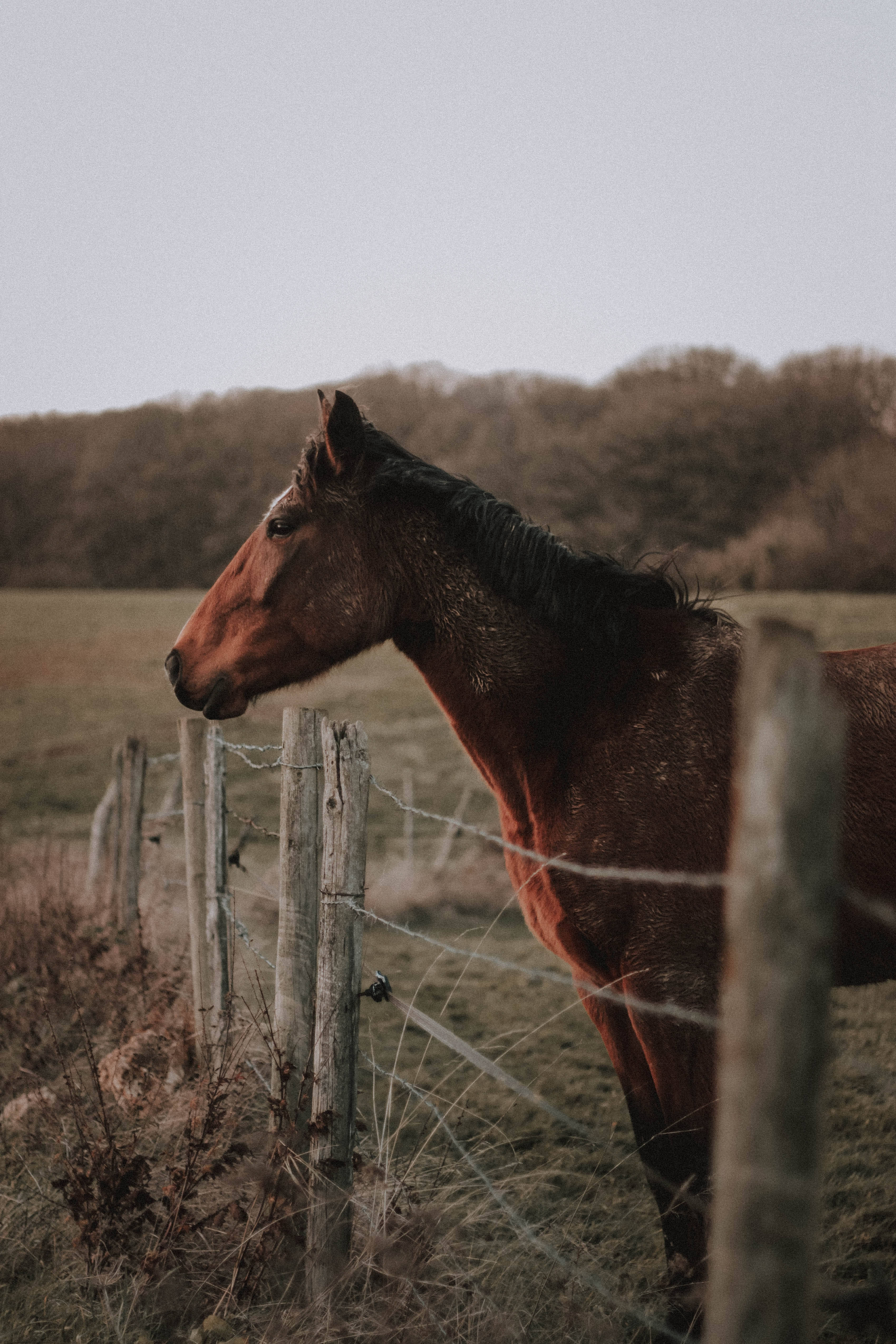 fenced horse, chestnut horse, weathered wooden fence, 4K Phone Wallpaper