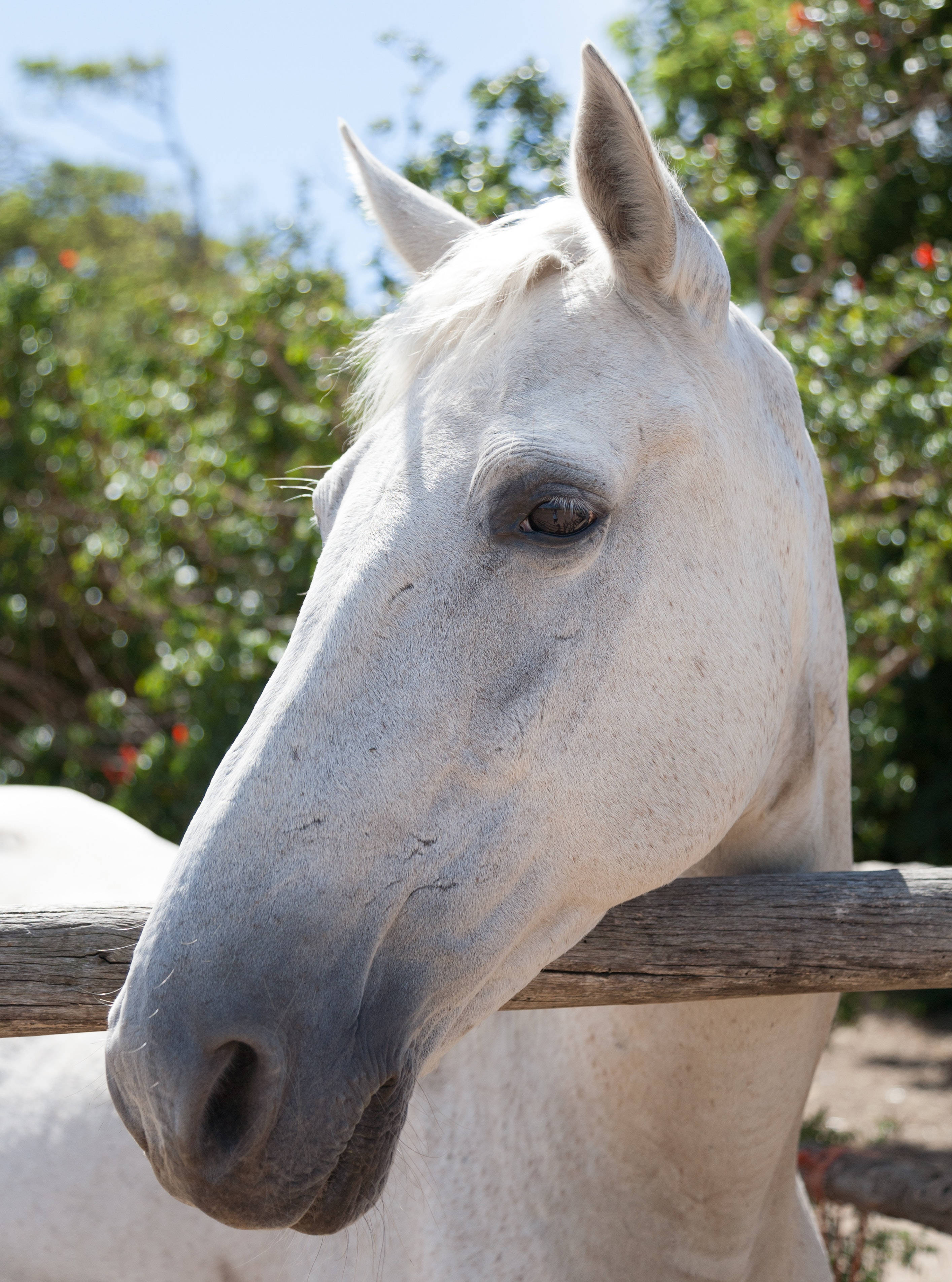 white horse, dark eyes, wooden fence, 2K Phone Wallpaper