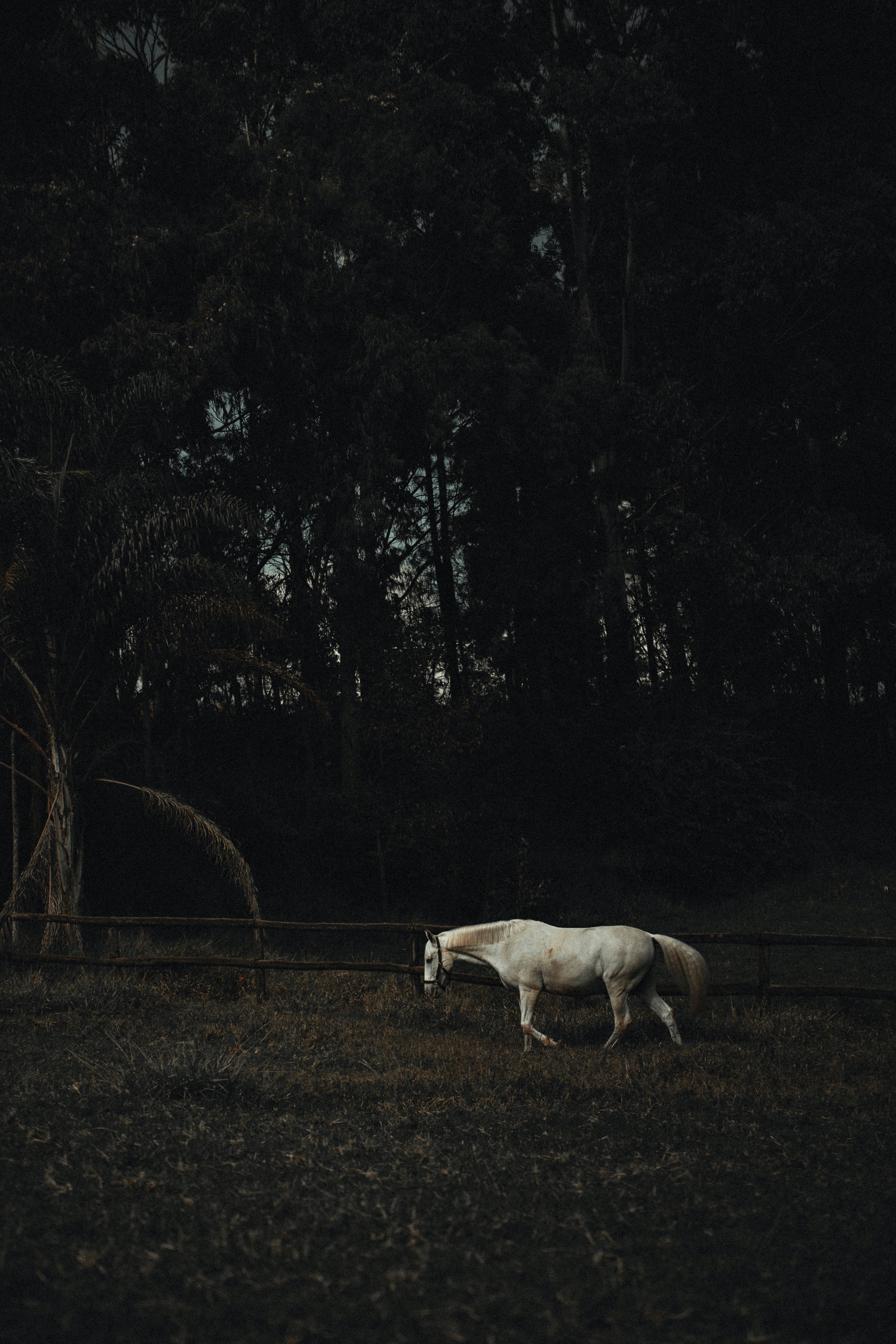 lonely white horse, dimly lit field, dense dark trees, 5K Phone Wallpaper