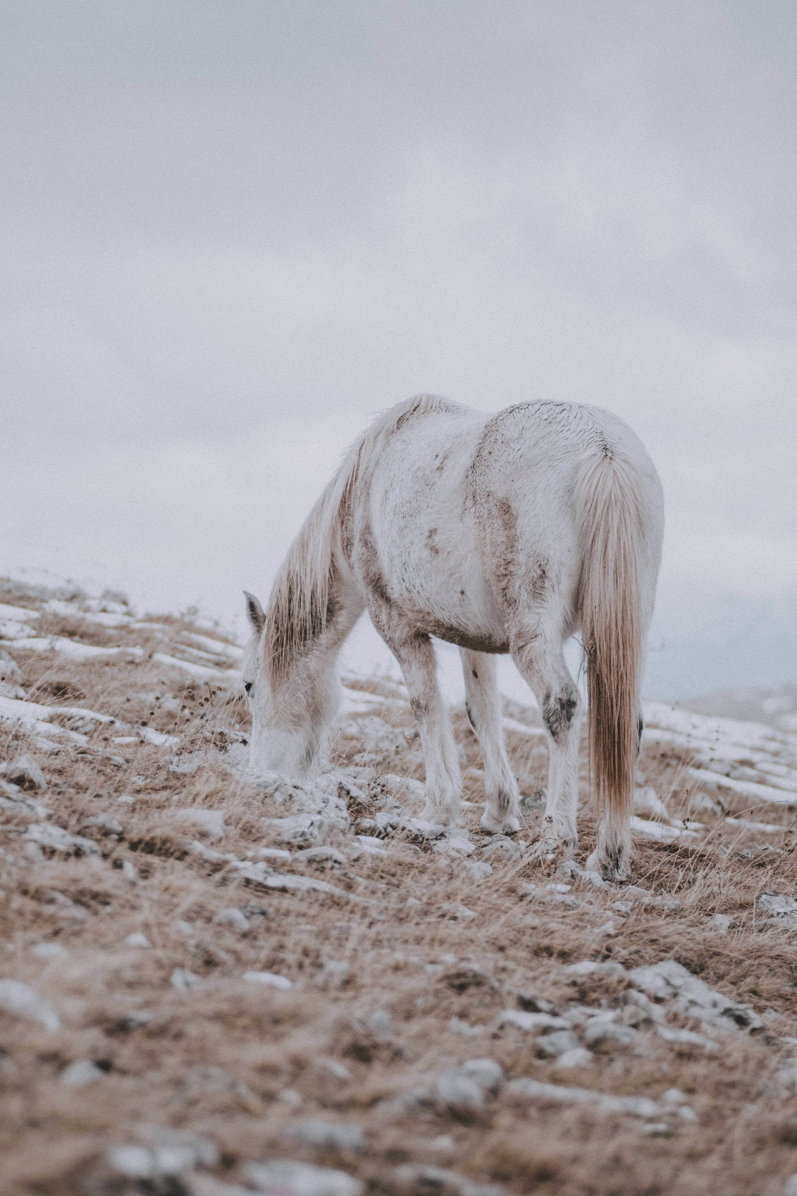 snowy field, white horse, frost-dusted field, 4K Phone Wallpaper