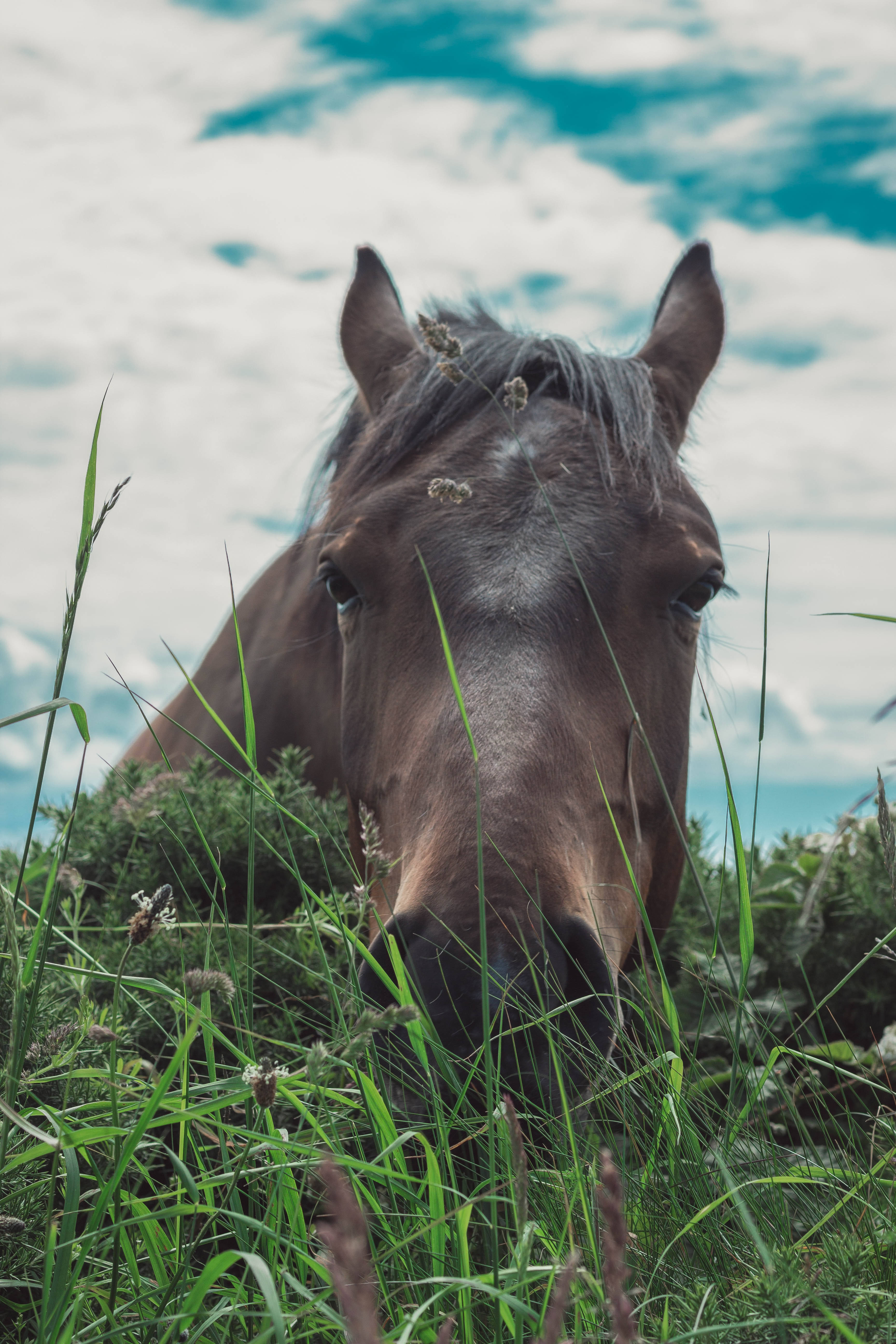 Eating Grass Horse, brown horse, tall green grass, 5K Phone Wallpaper