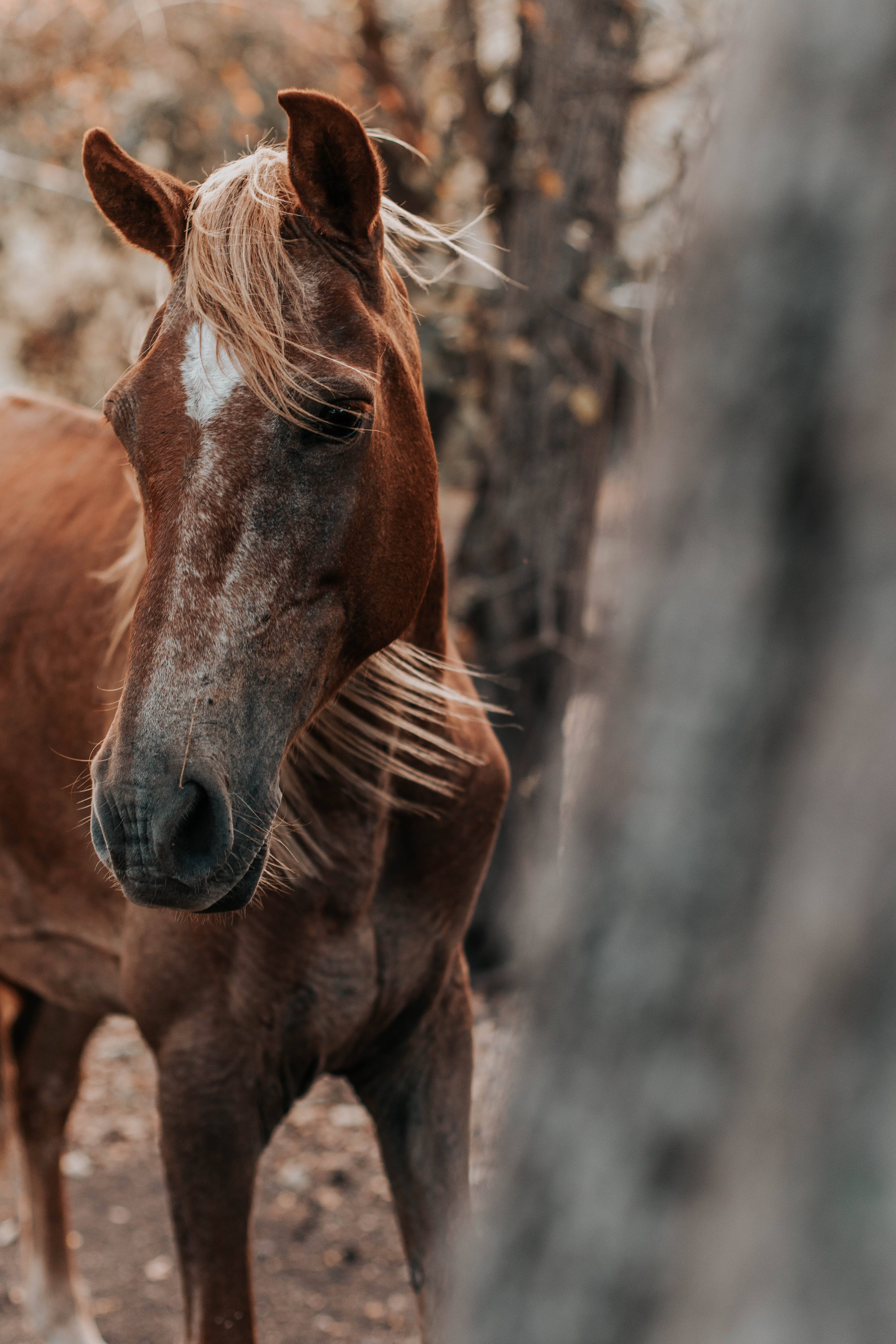 Forest Horse iPhone, brown horse, white mane, 5K Phone Wallpaper