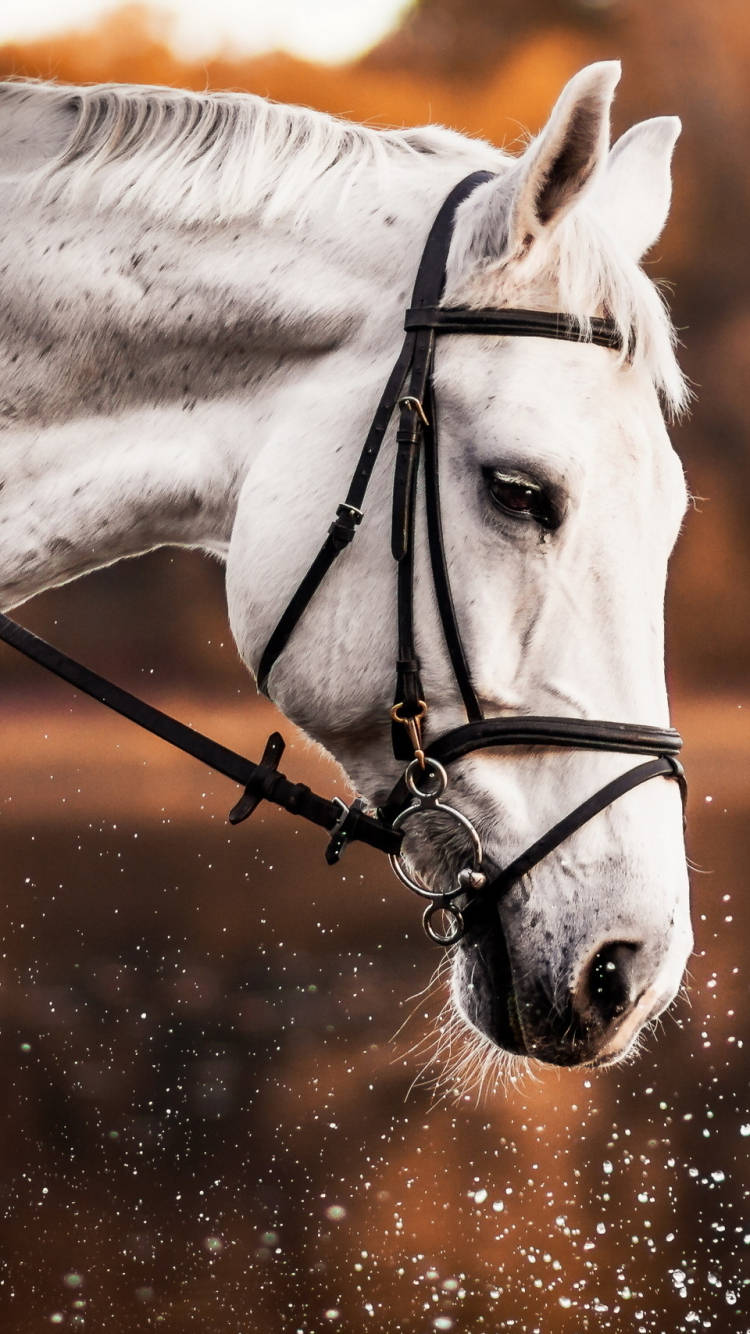 white horse, black bridle, water droplets, HD Phone Wallpaper