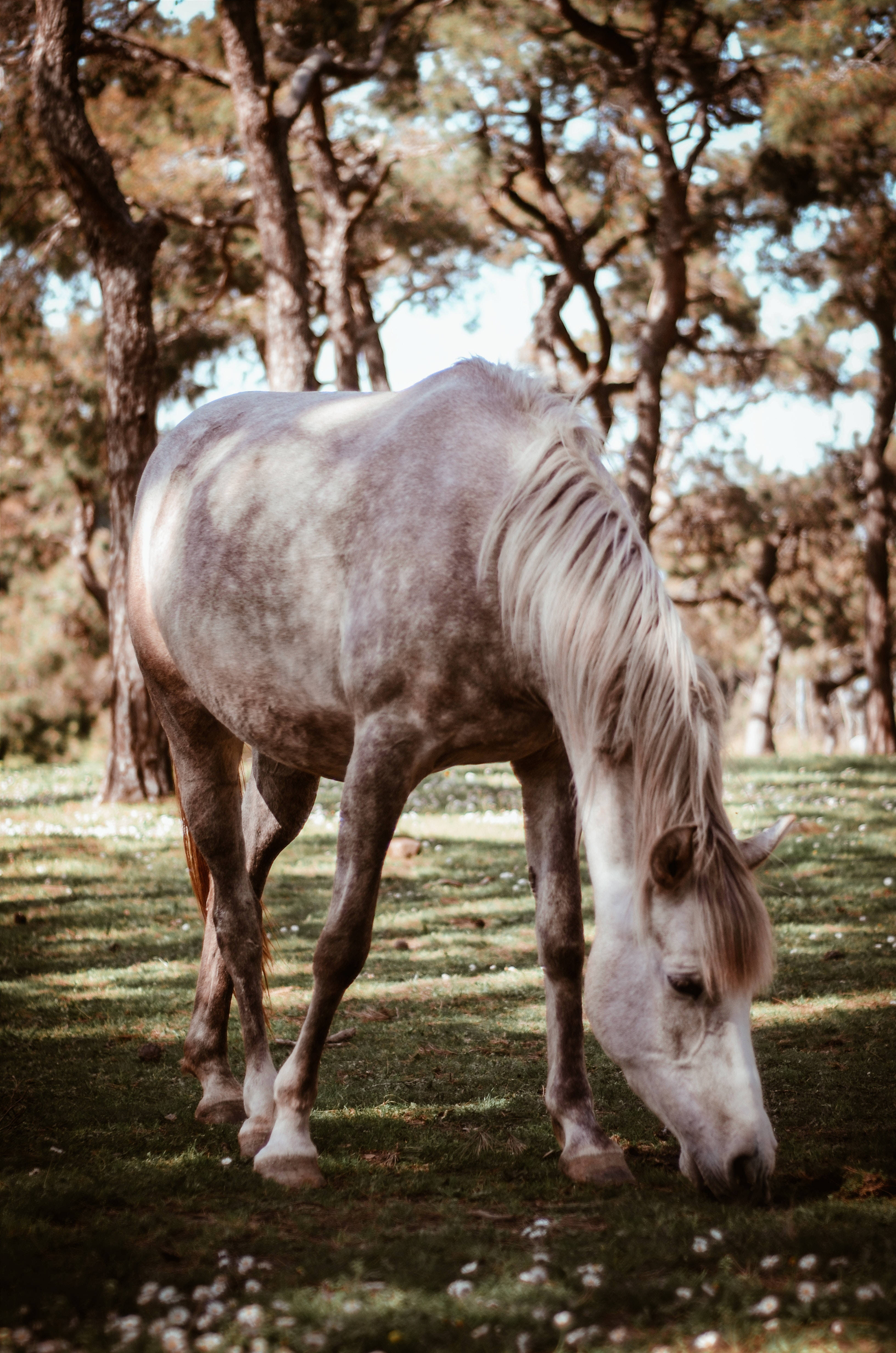 dappled gray horse, sunlit forest clearing, white flowers, 4K Phone Wallpaper