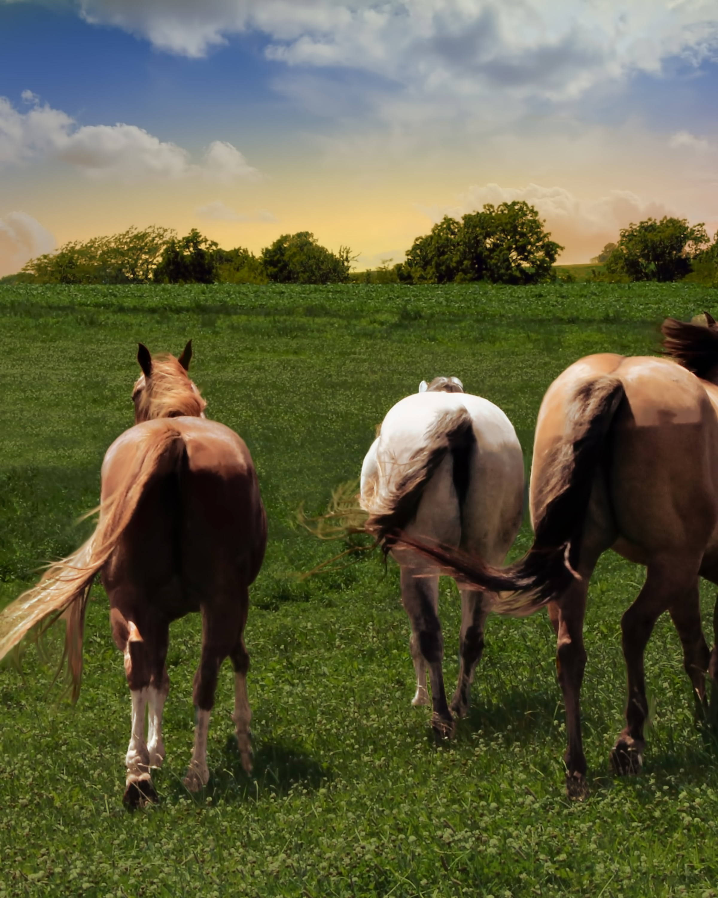horse, sunlit green field, partly cloudy sky, 2K Phone Wallpaper