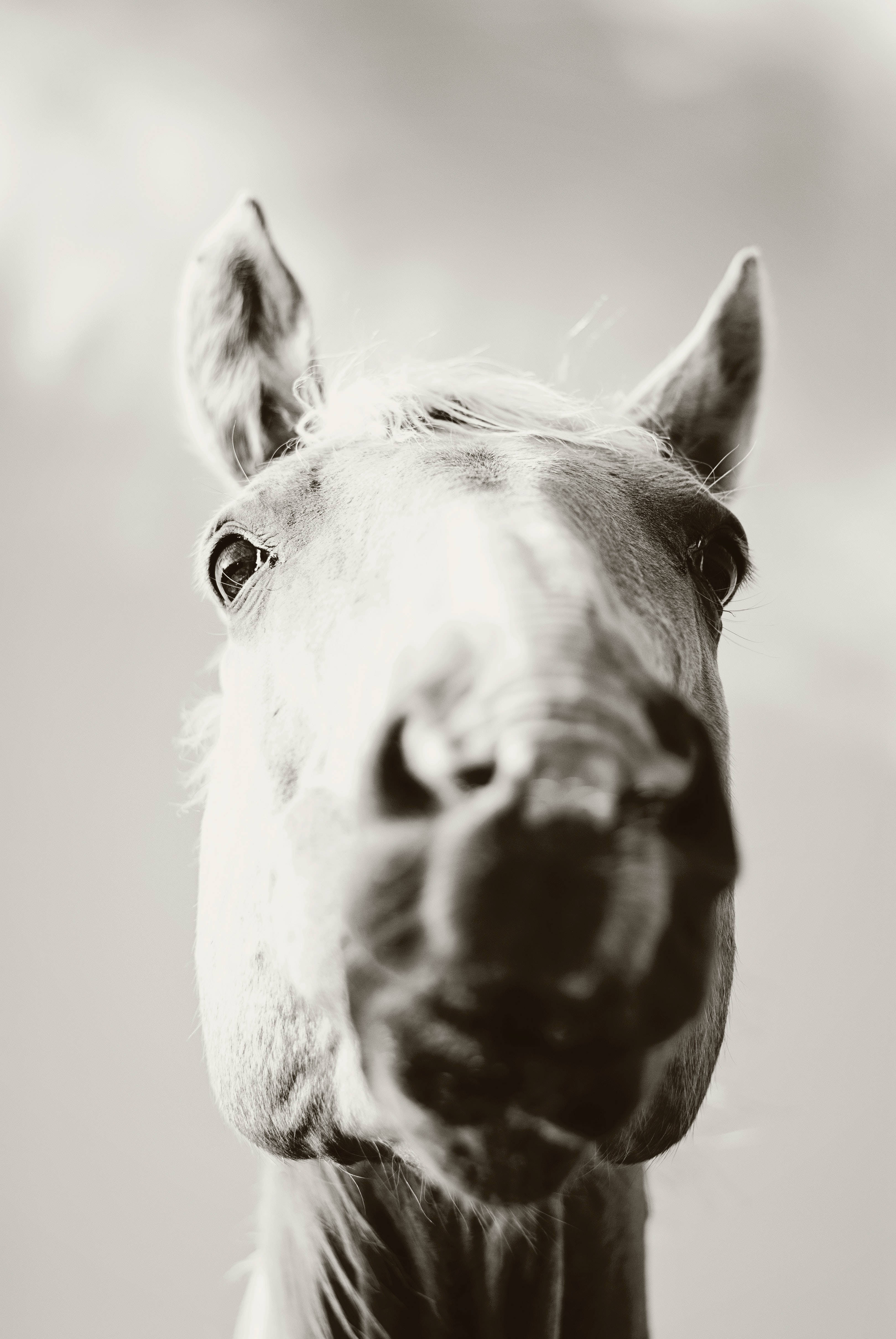 black and white horse, iPhone, close-up portrait, 4K Phone Wallpaper