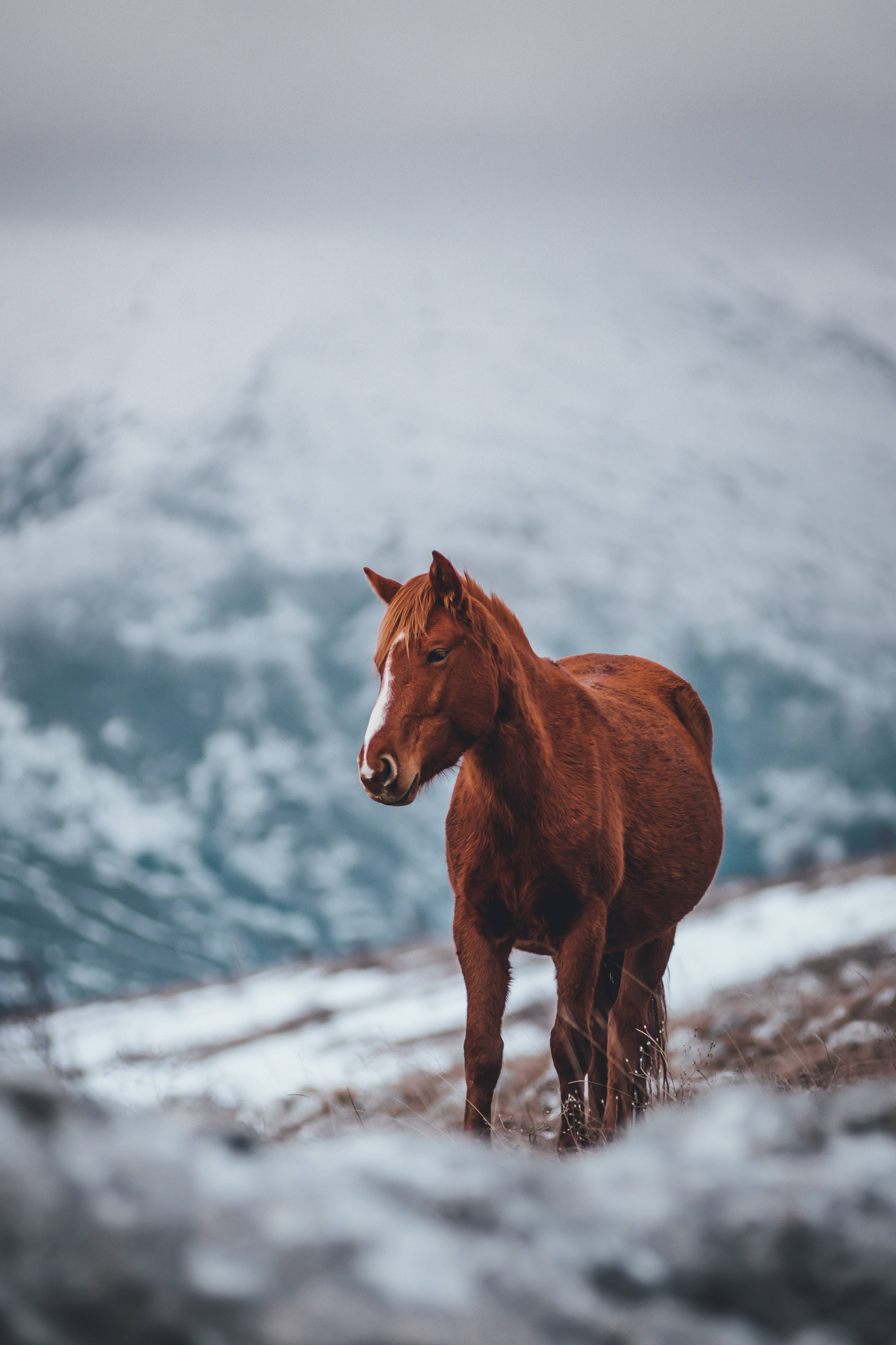 pregnant horse, chestnut horse, white blaze, 4K Phone Wallpaper