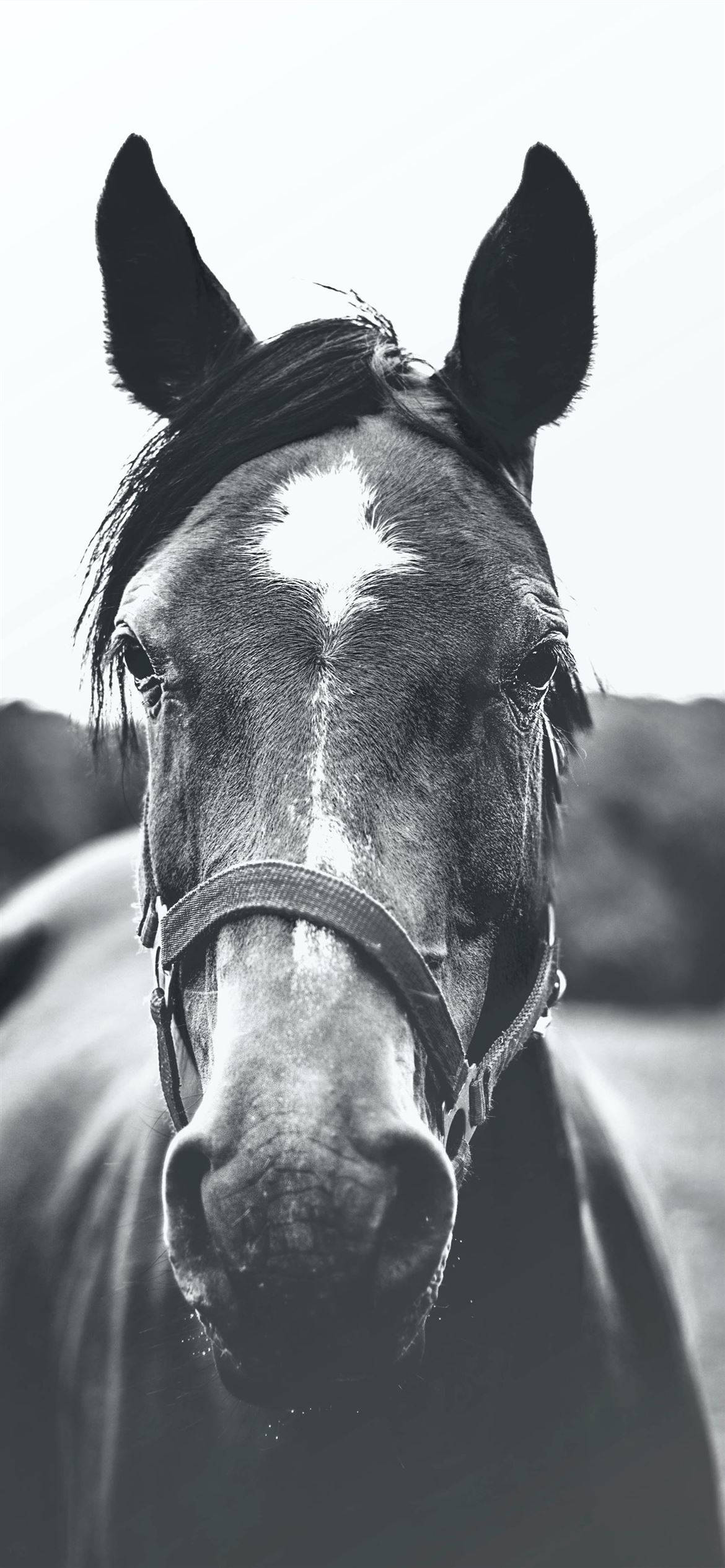 greyscale horse iphone, black and white, horse's face, Full HD Phone Wallpaper