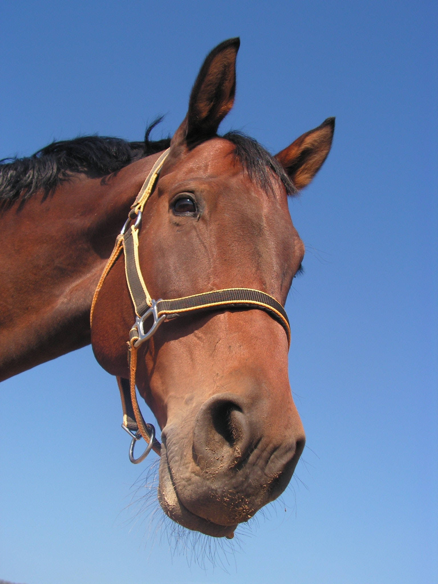 blue sky horse iphone, brown horse, yellow halter, Full HD Phone Wallpaper