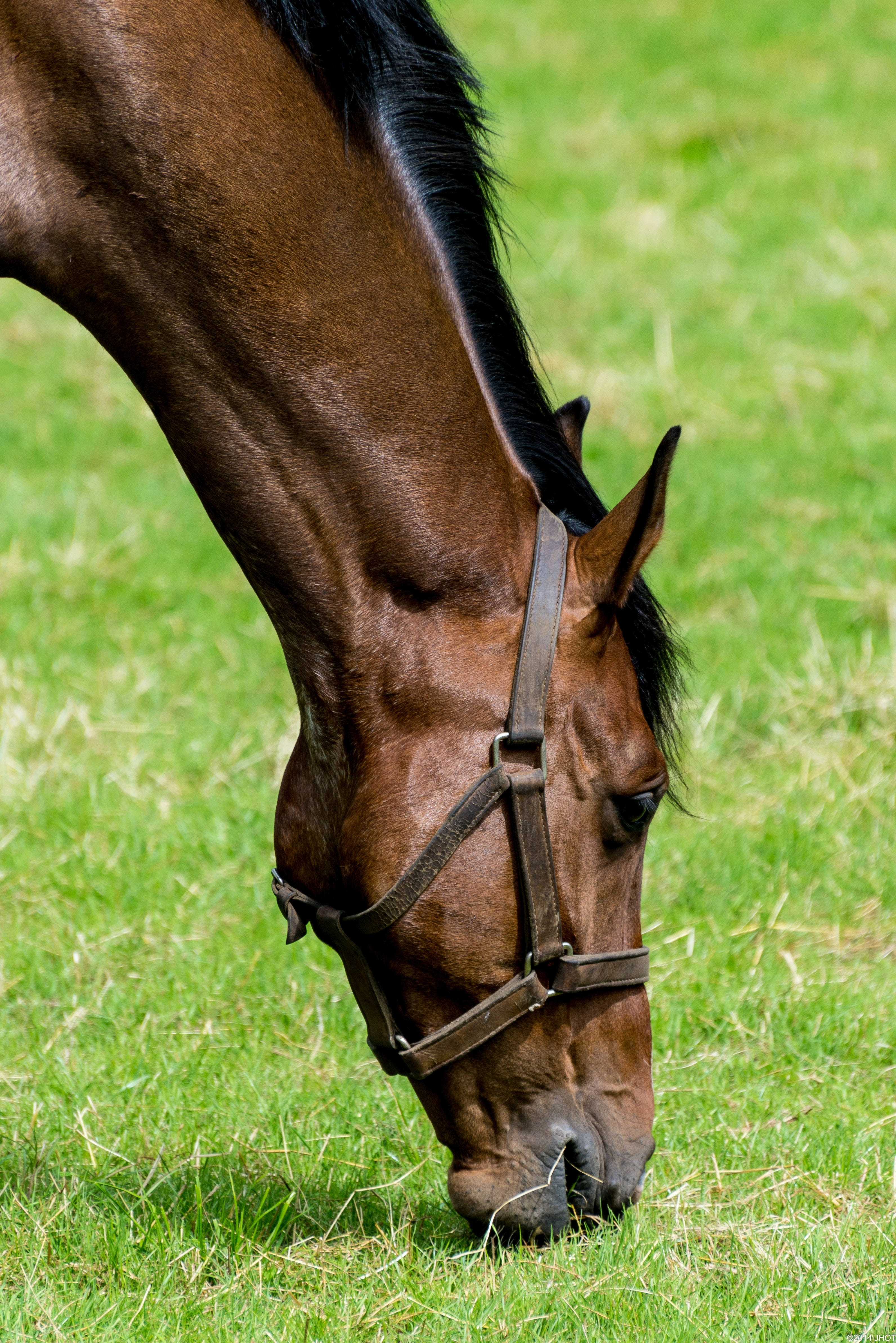 brown horse, black mane, vibrant green grass, 4K Phone Wallpaper