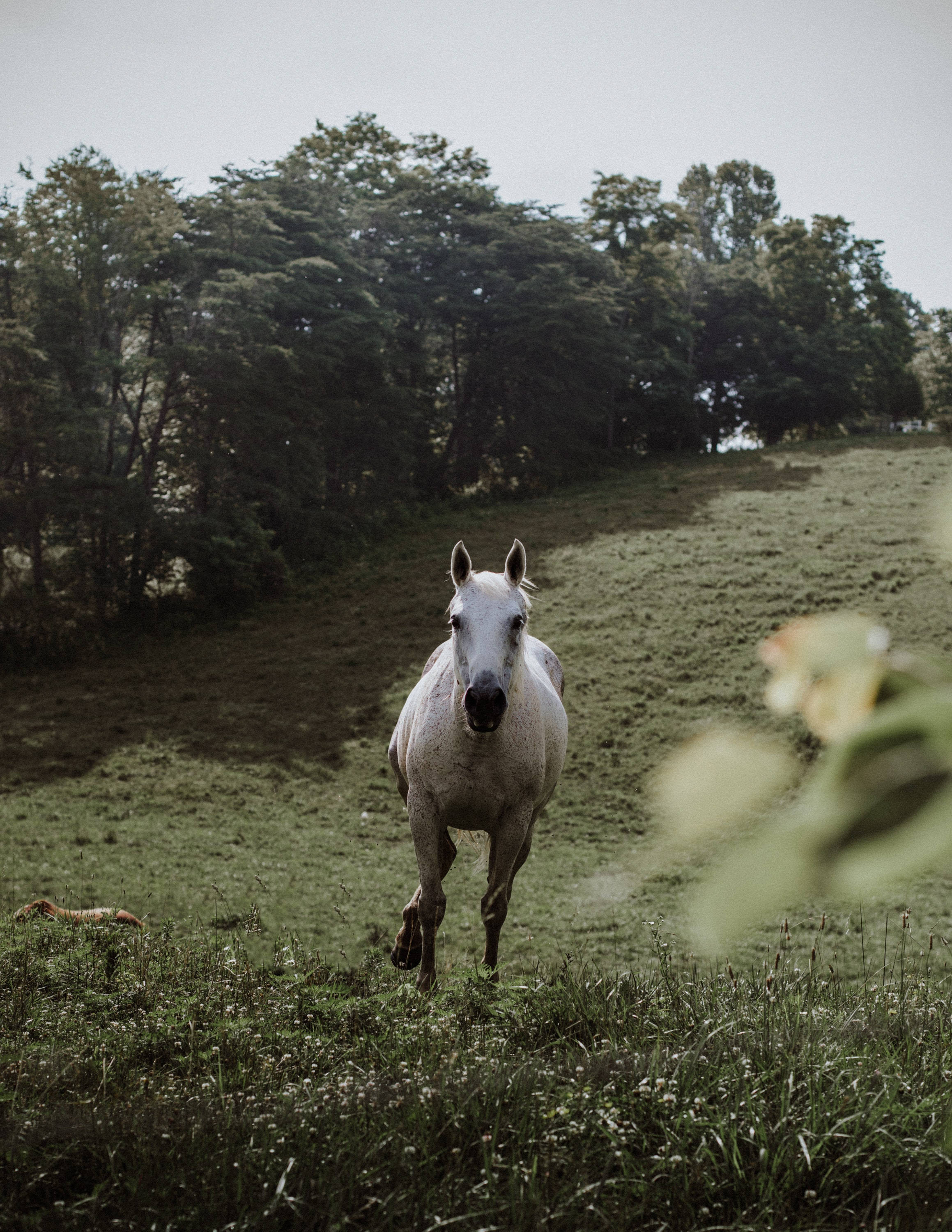 Green Hillside Horse iPhone, white horse, grassy hill, 2K Phone Wallpaper