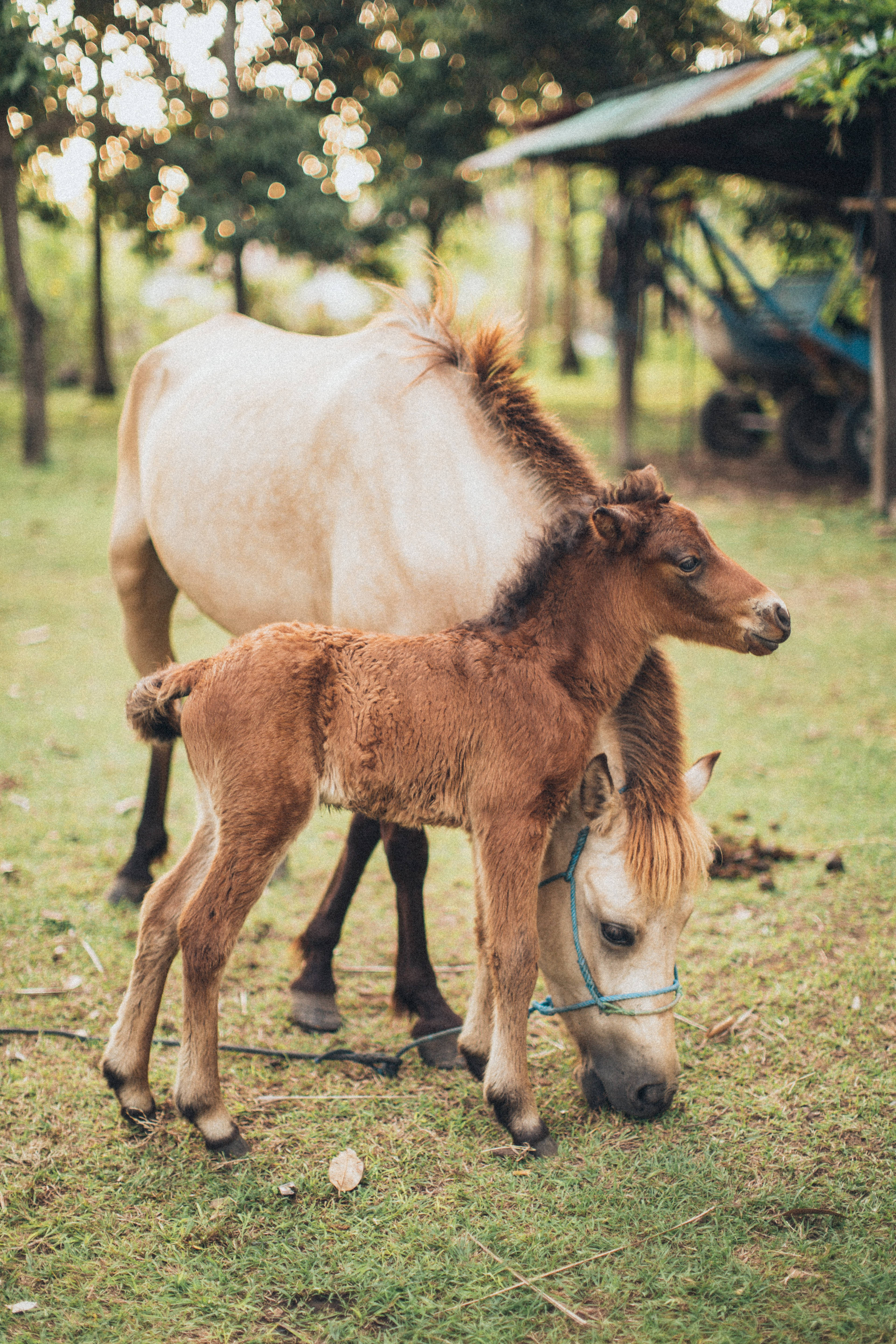 foal, horse, sunlit grassy field, 5K Phone Wallpaper