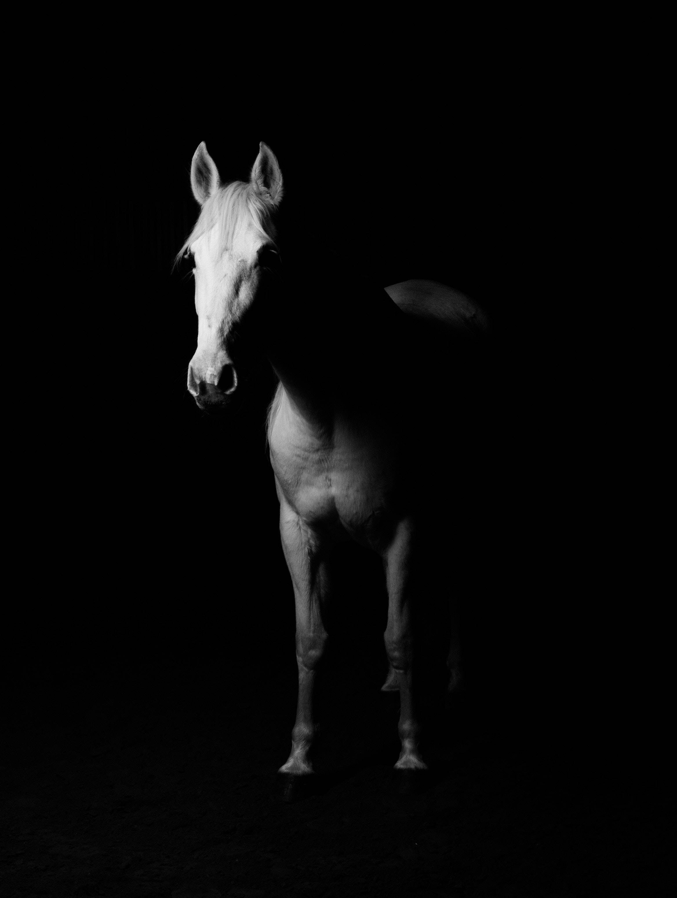 white horse, silhouette, pure black background, 2K Phone Wallpaper