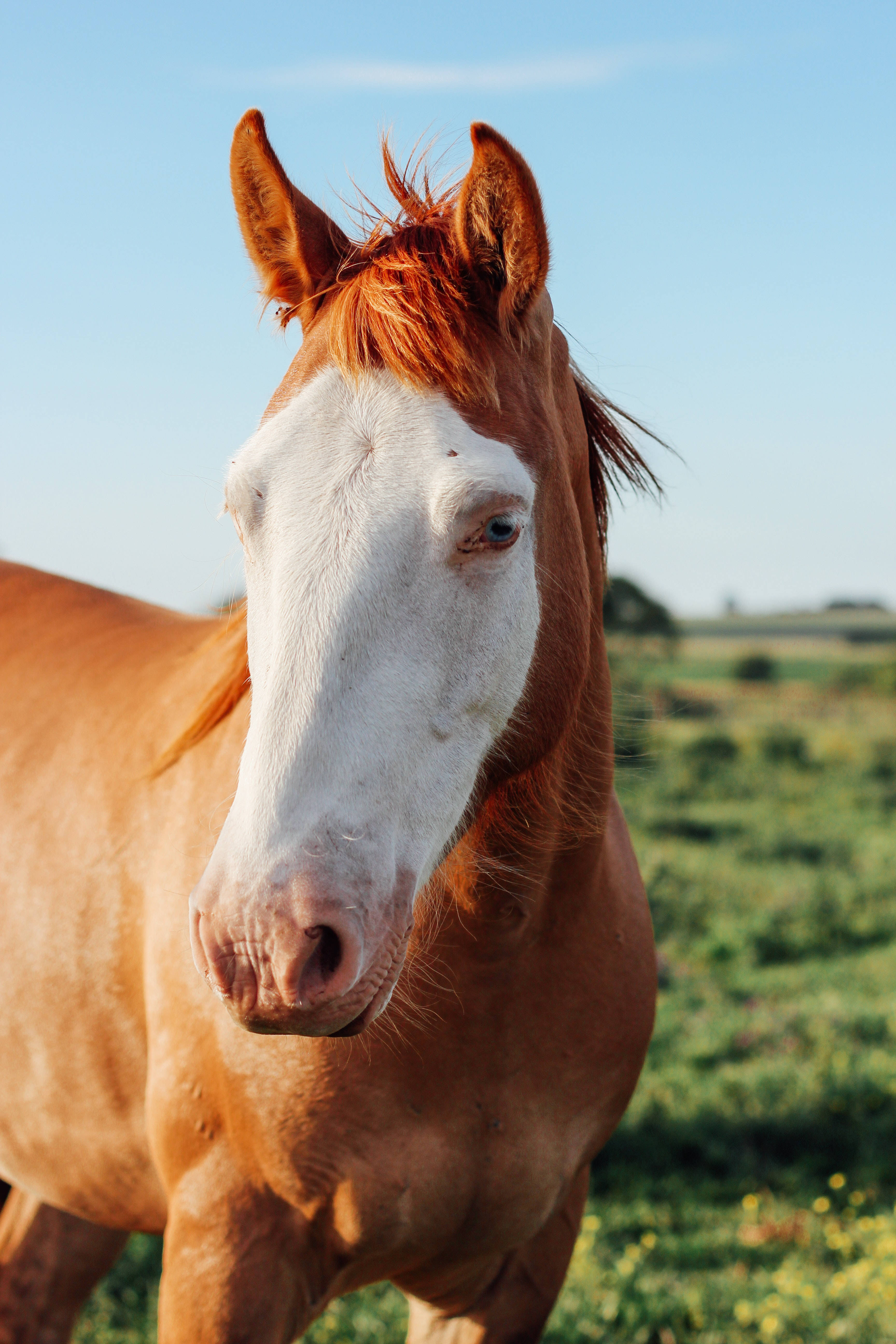white blaze, chestnut horse, sunlit green field, 5K Phone Wallpaper