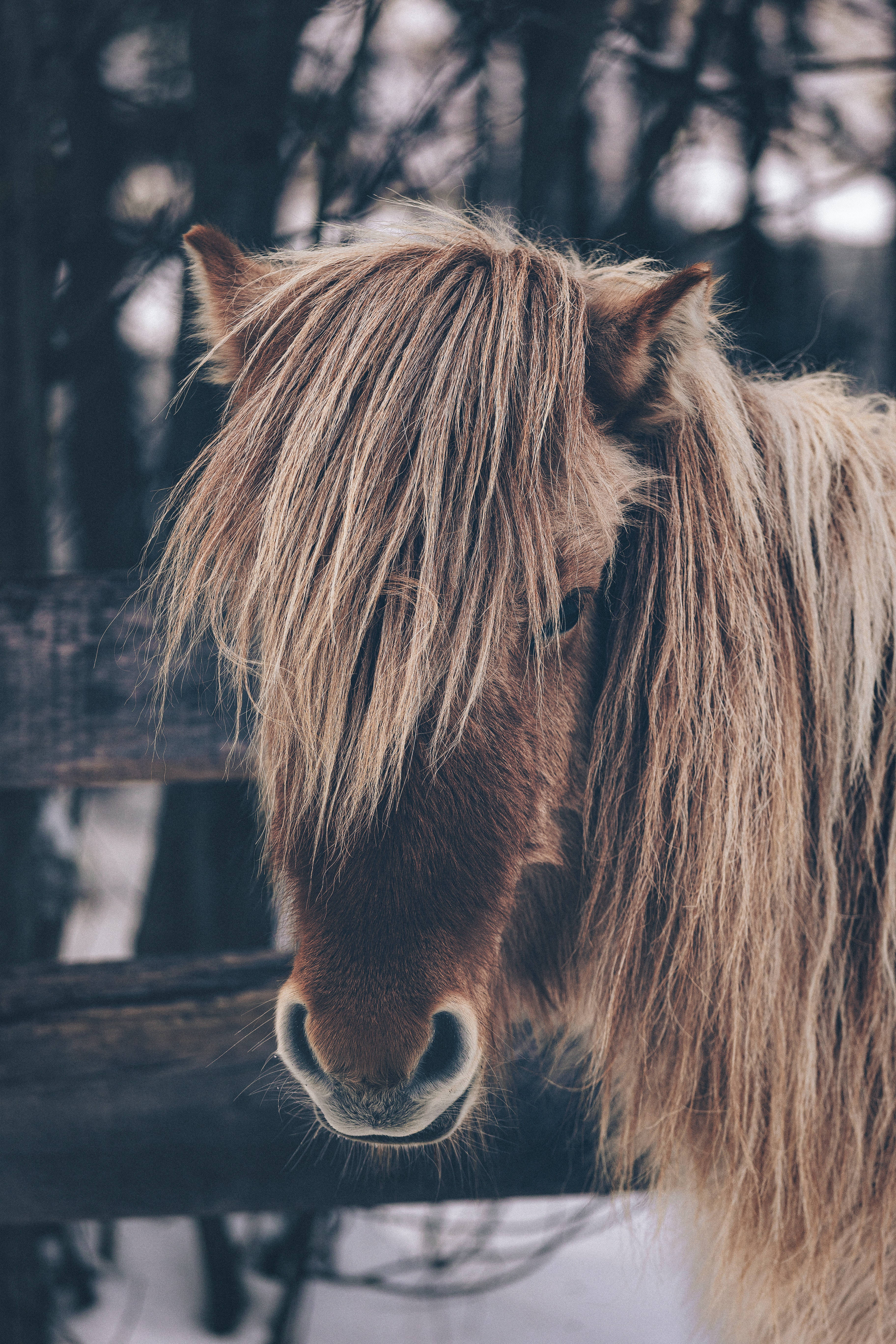 long bangs, horse, wooden fence, 5K Phone Wallpaper