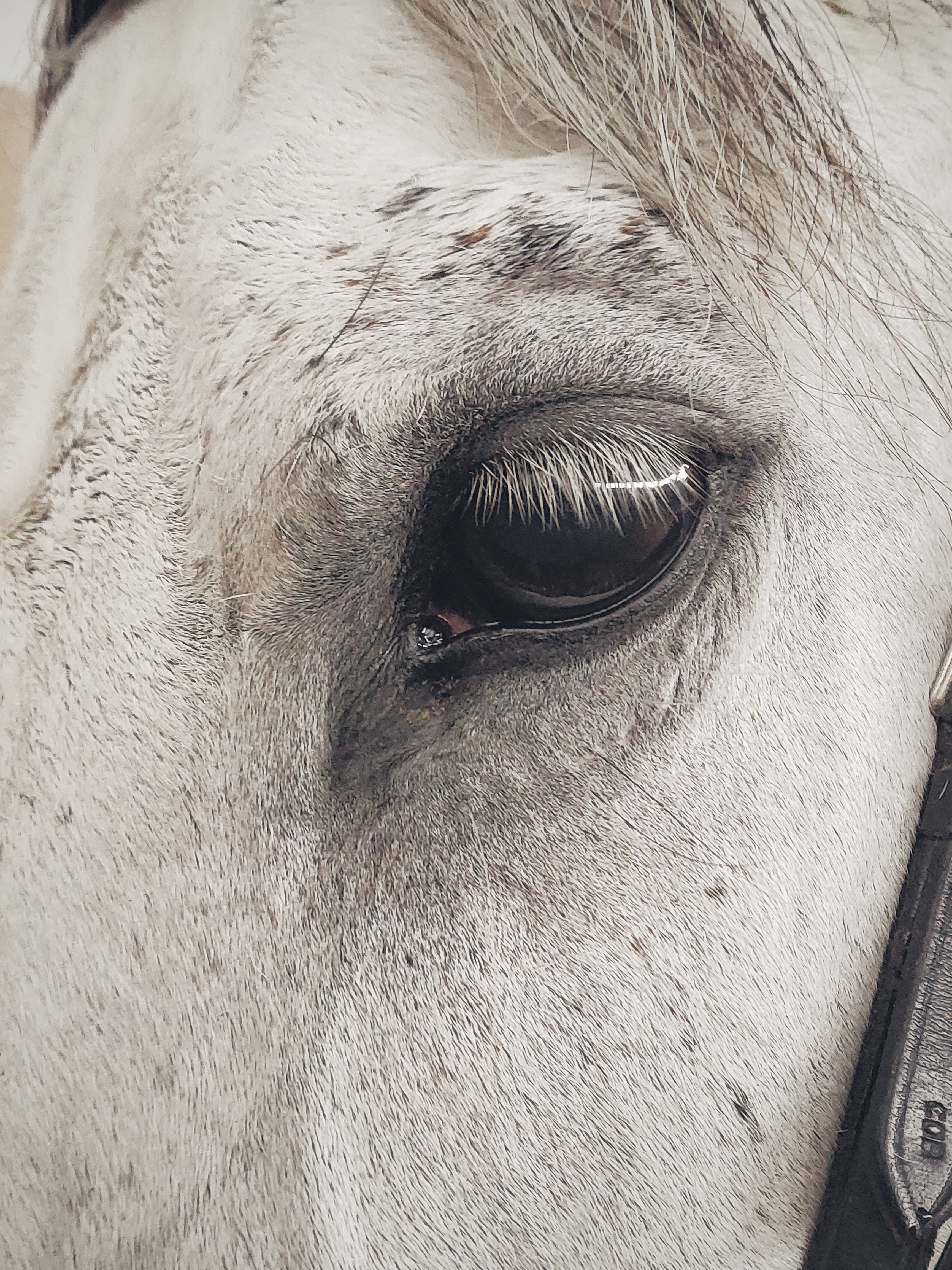 Eye Of A Horse iPhone, dappled gray horse, soft fur, 4K Phone Wallpaper