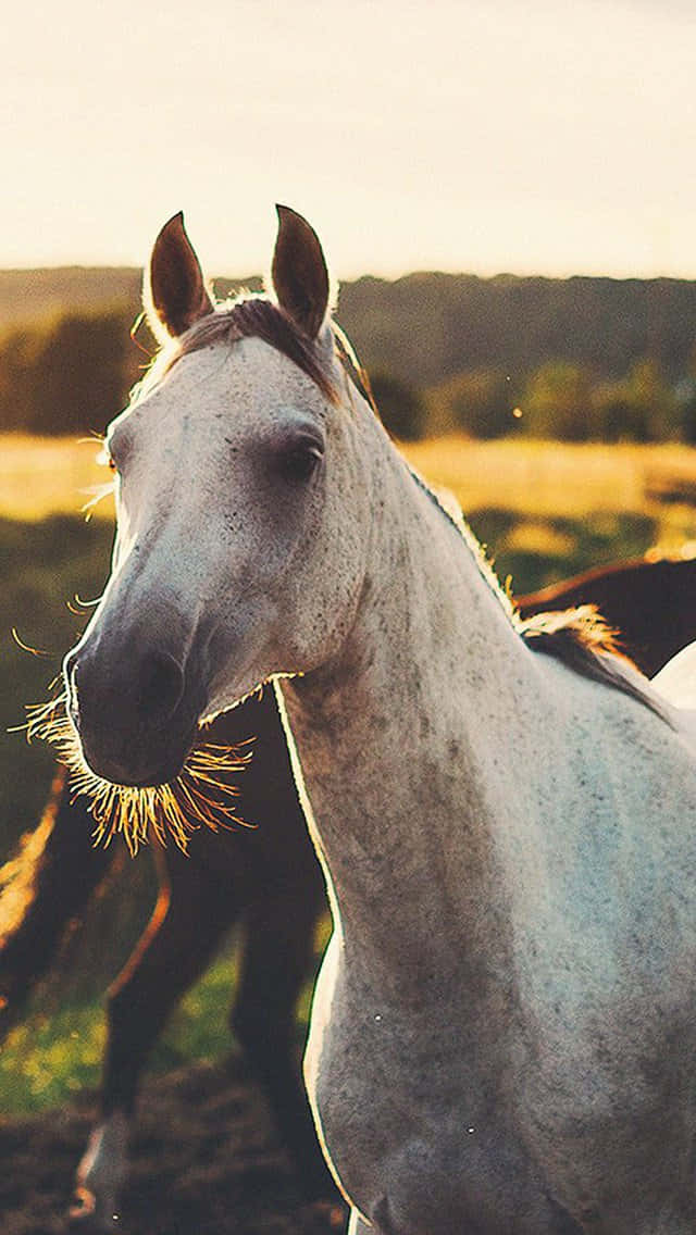 beautiful horse, iPhone, white horse, SD Phone Wallpaper