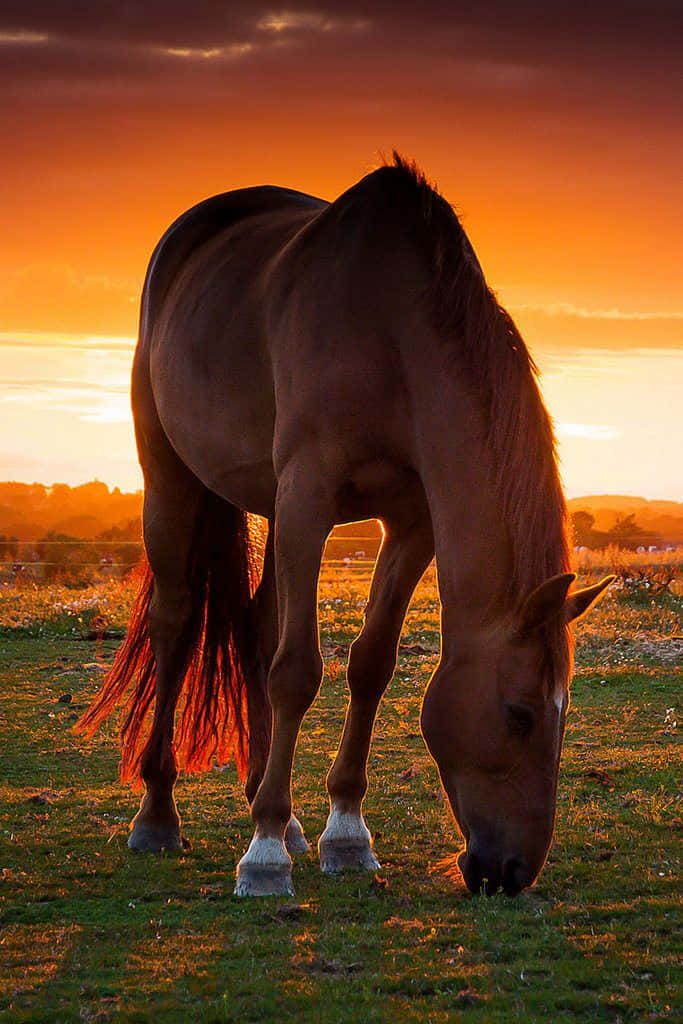 beautiful horse, brown horse, lush green meadow, SD Phone Wallpaper