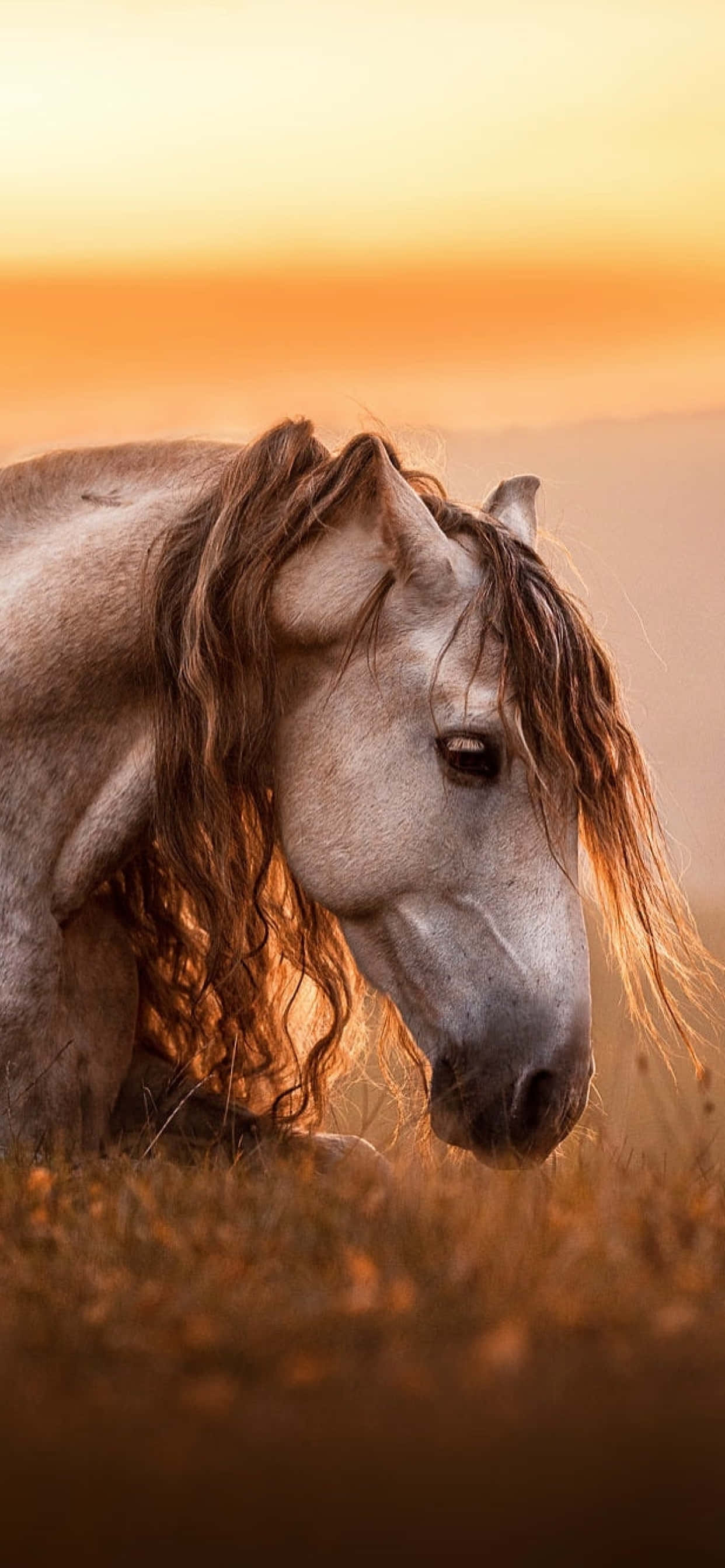 white horse, long flowing mane, golden grass, 2K Phone Wallpaper