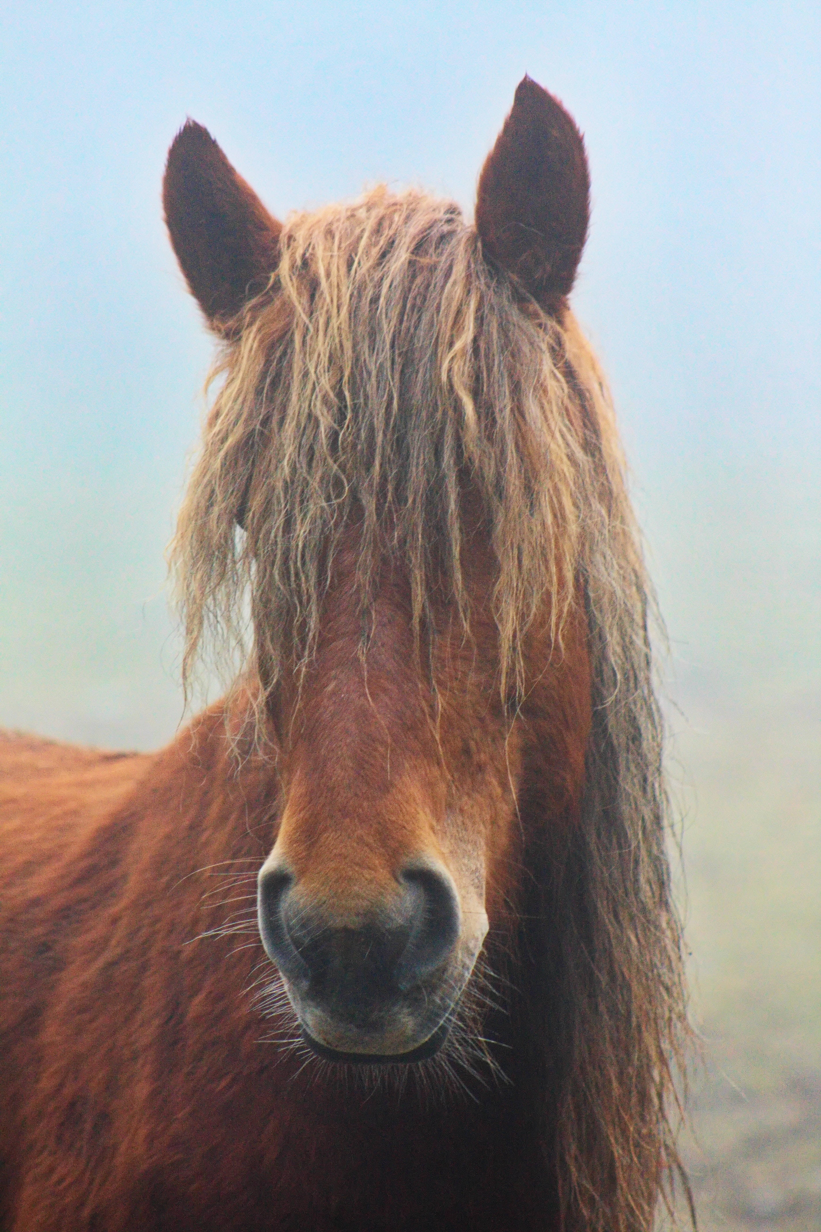 Fuzzy Horse iPhone, brown horse, shaggy mane, 4K Phone Wallpaper