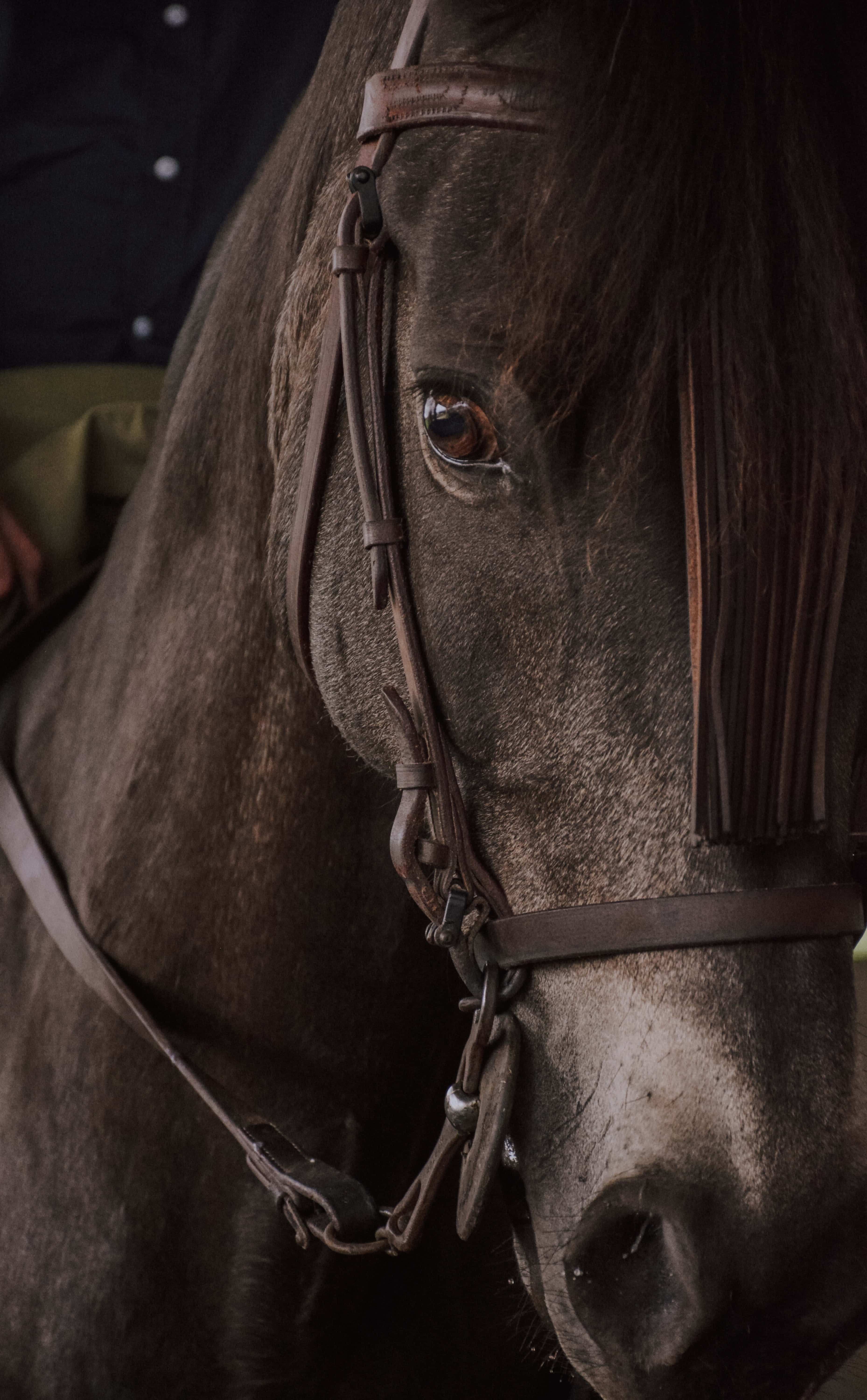 horse, dark brown, leather bridle, 5K Phone Wallpaper