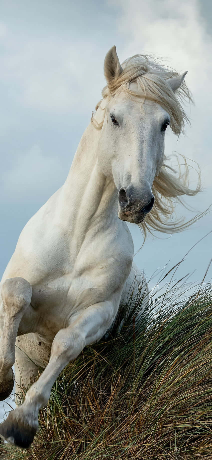 Beautiful Horse iPhone, white horse, tall grass, HD Phone Wallpaper